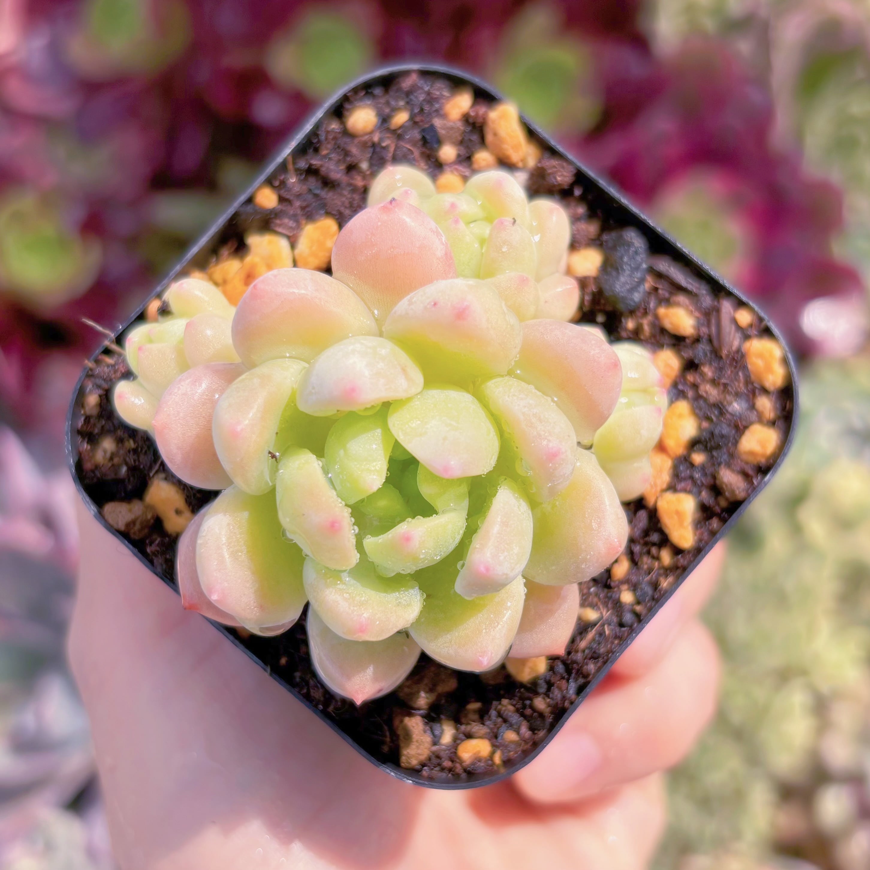 現品　千本桜#533　るる農園