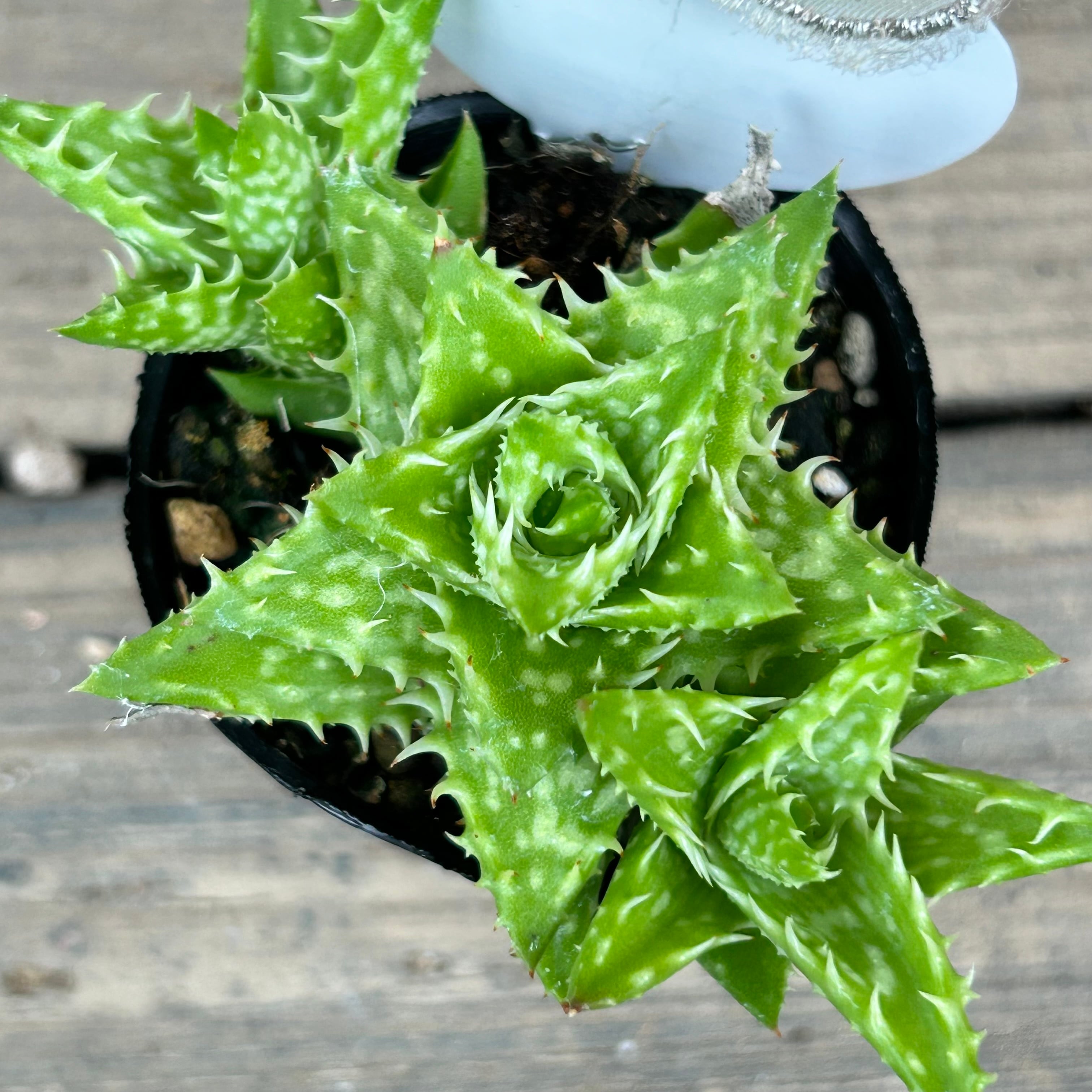 アロエ 翡翠殿 | RuPo 多肉植物専門店