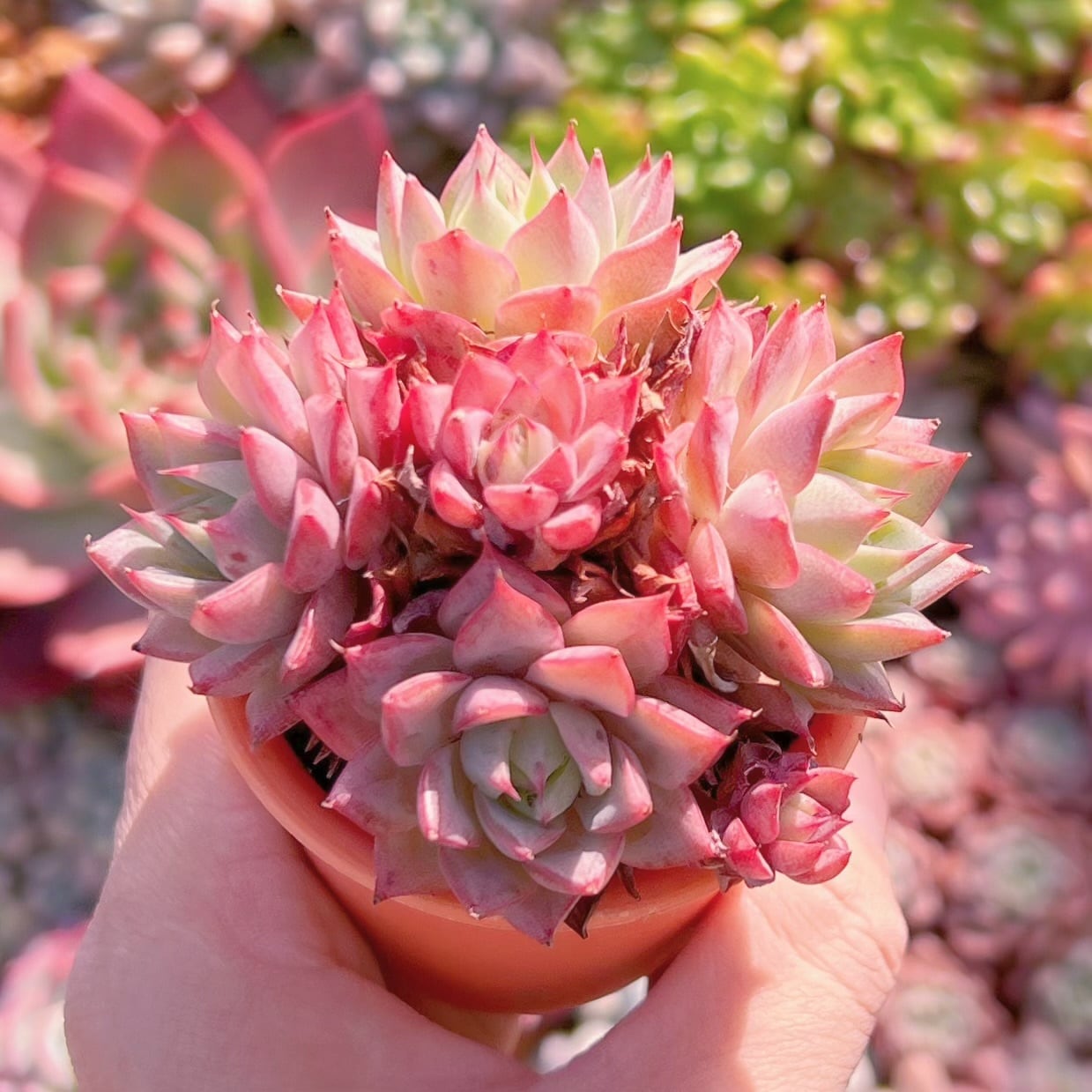 多肉植物 リンゼアナ群生 新入荷 るる農園 | るる農園~多肉植物専門