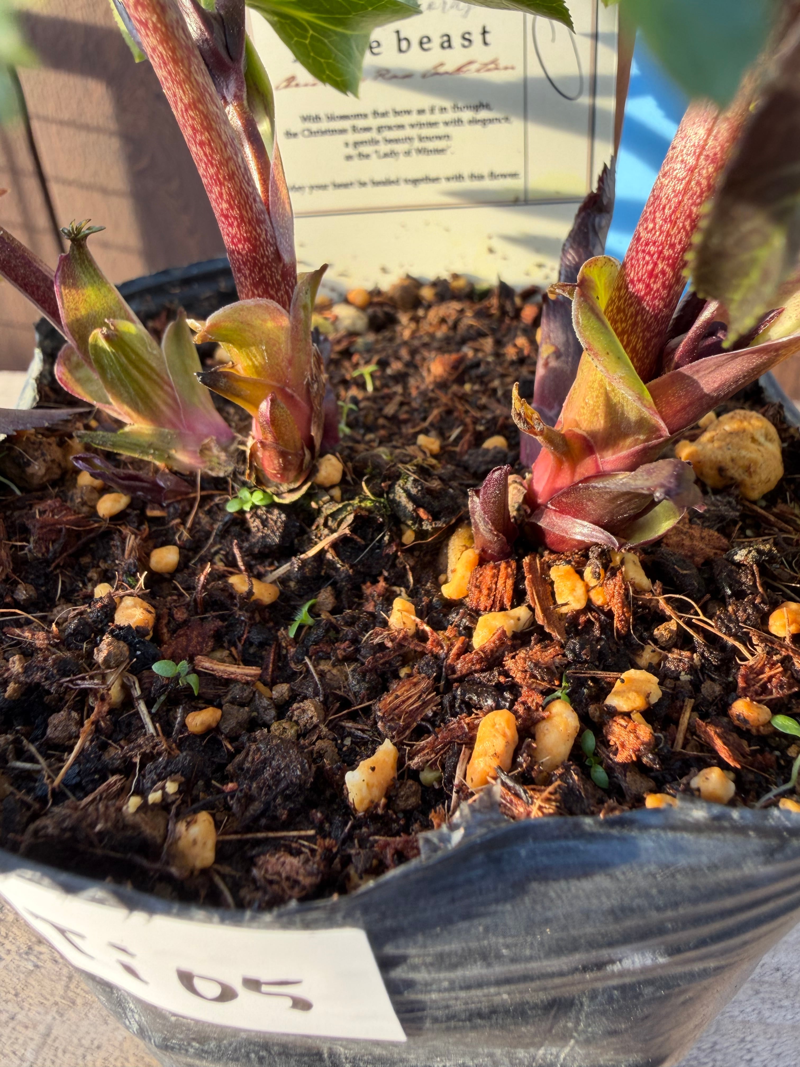 リトルビーストファントム アトロルーベンス系ダブル 高橋育苗