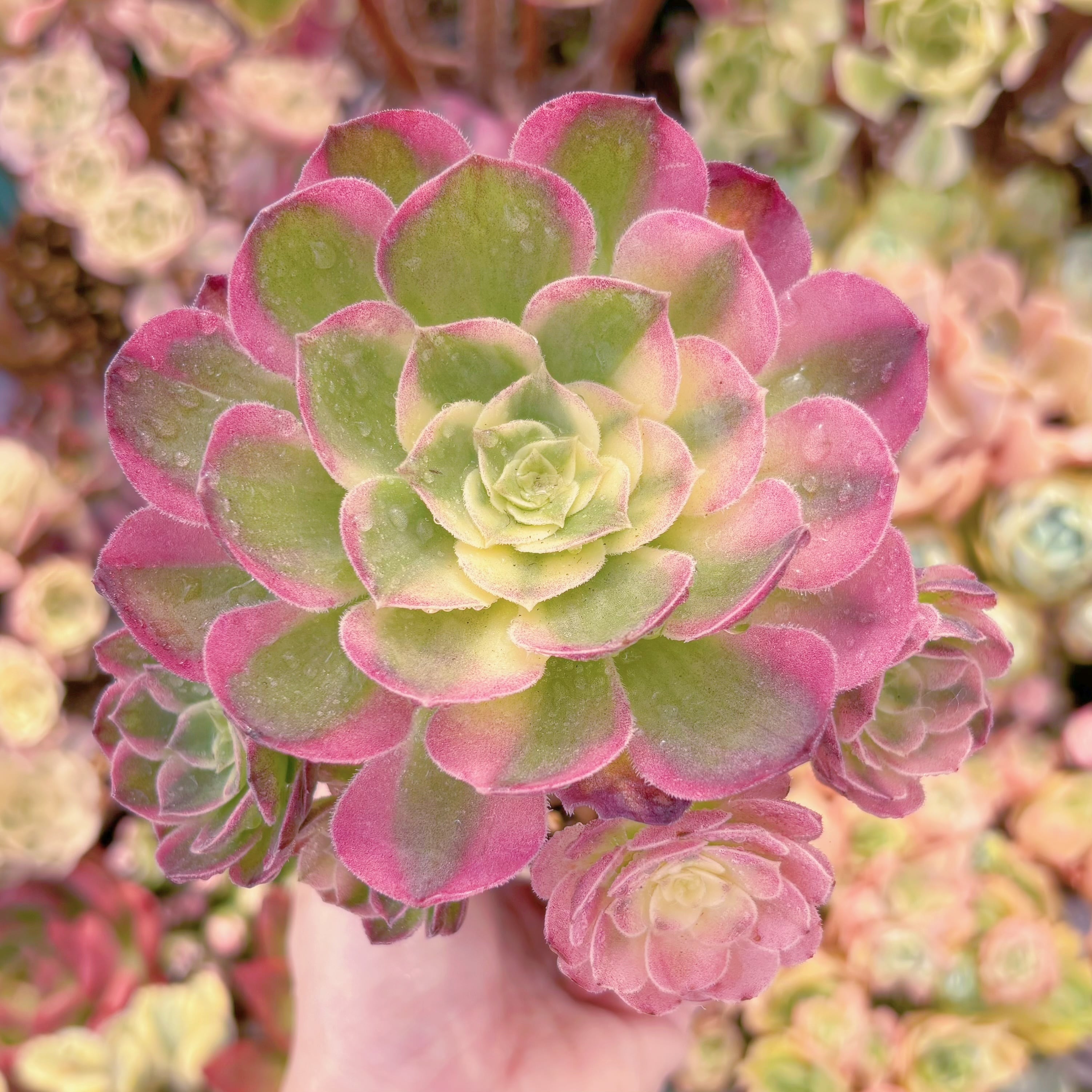 超可愛い エケベリア 桜キャンディークリスタル 4-5cm 抜き苗 1