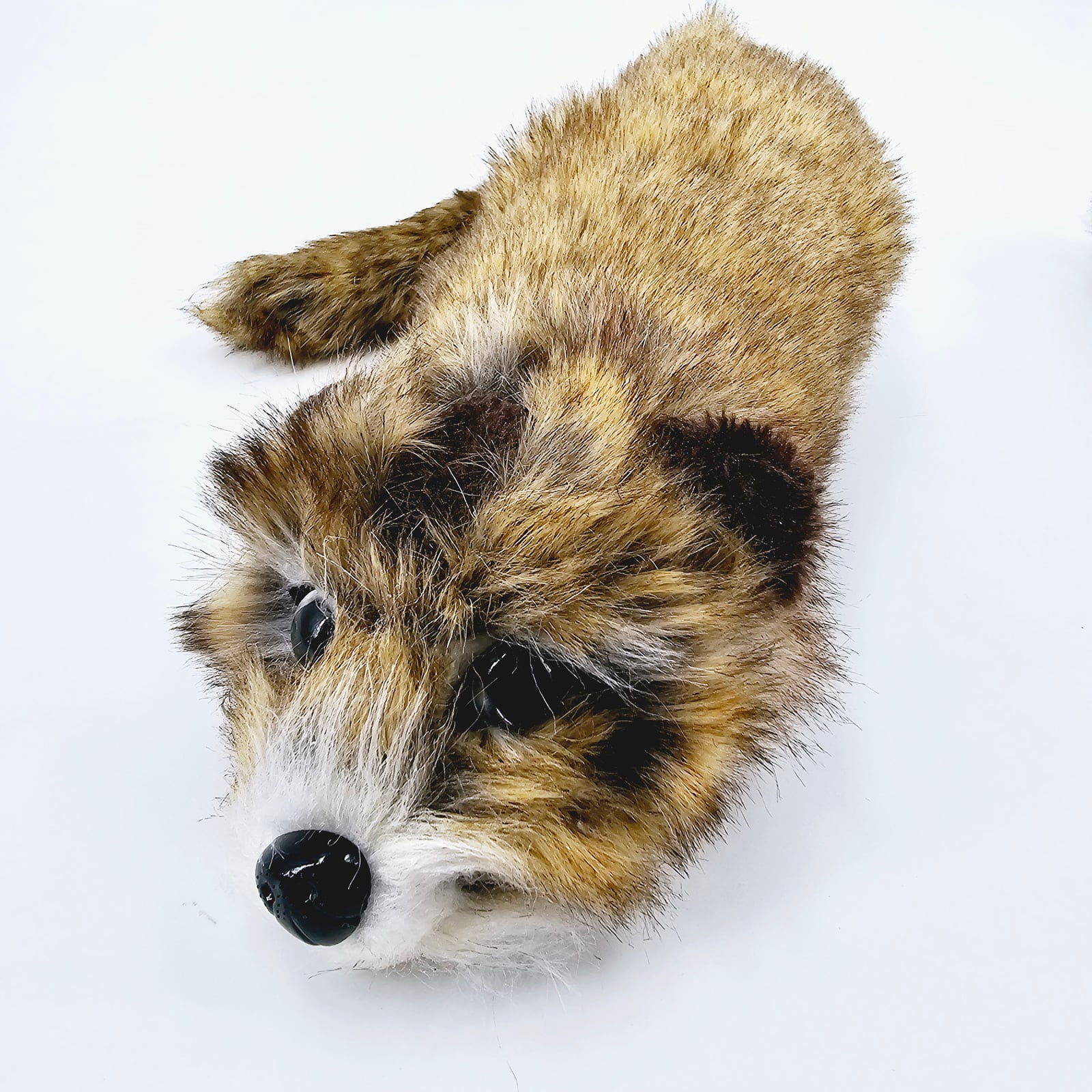 ロッキーくん（不思議なぬいぐるみ）/Rocky Raccoon | 横浜マジック
