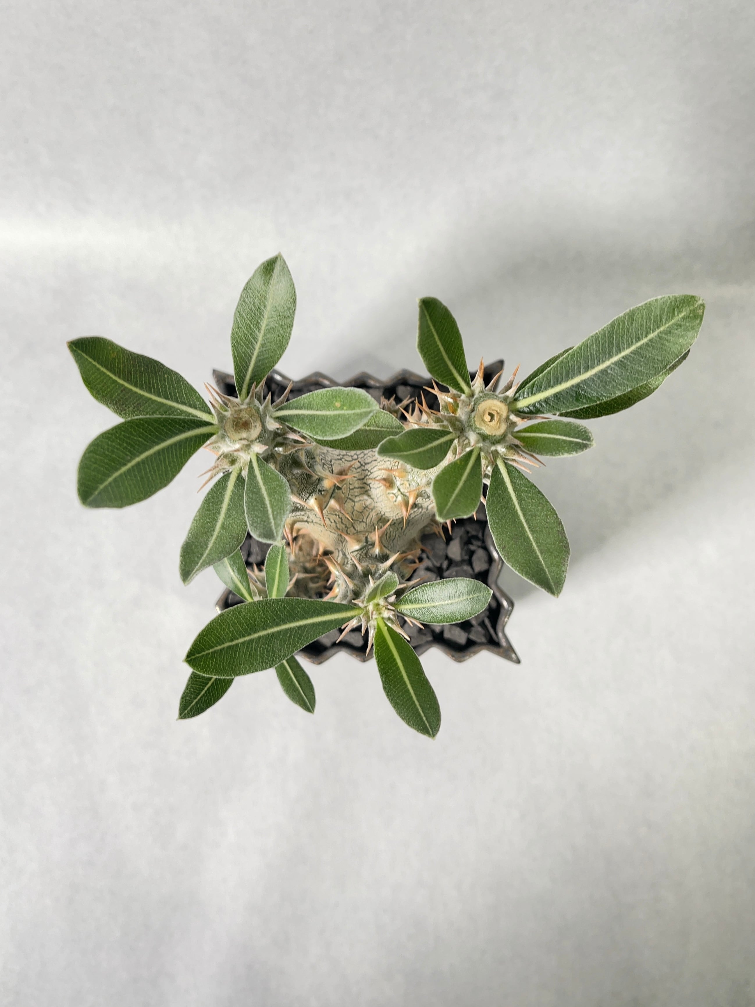 パキポディウム・伊藤ハイブリッド | trigger