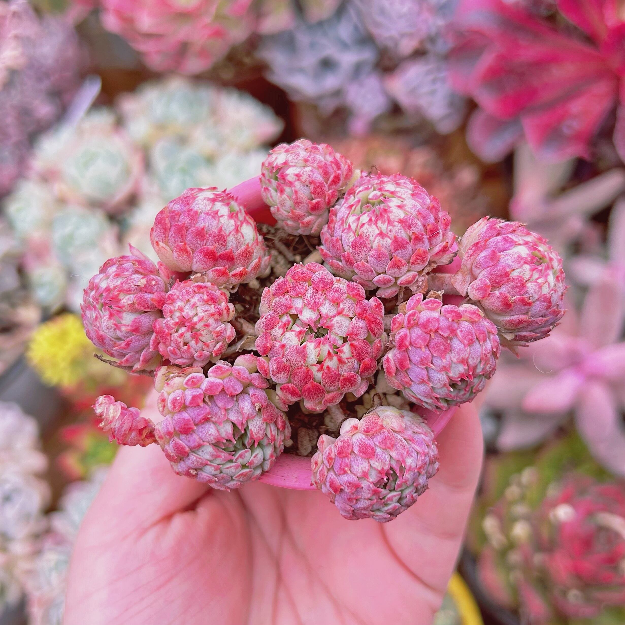 現物　多肉植物　グロブローサ