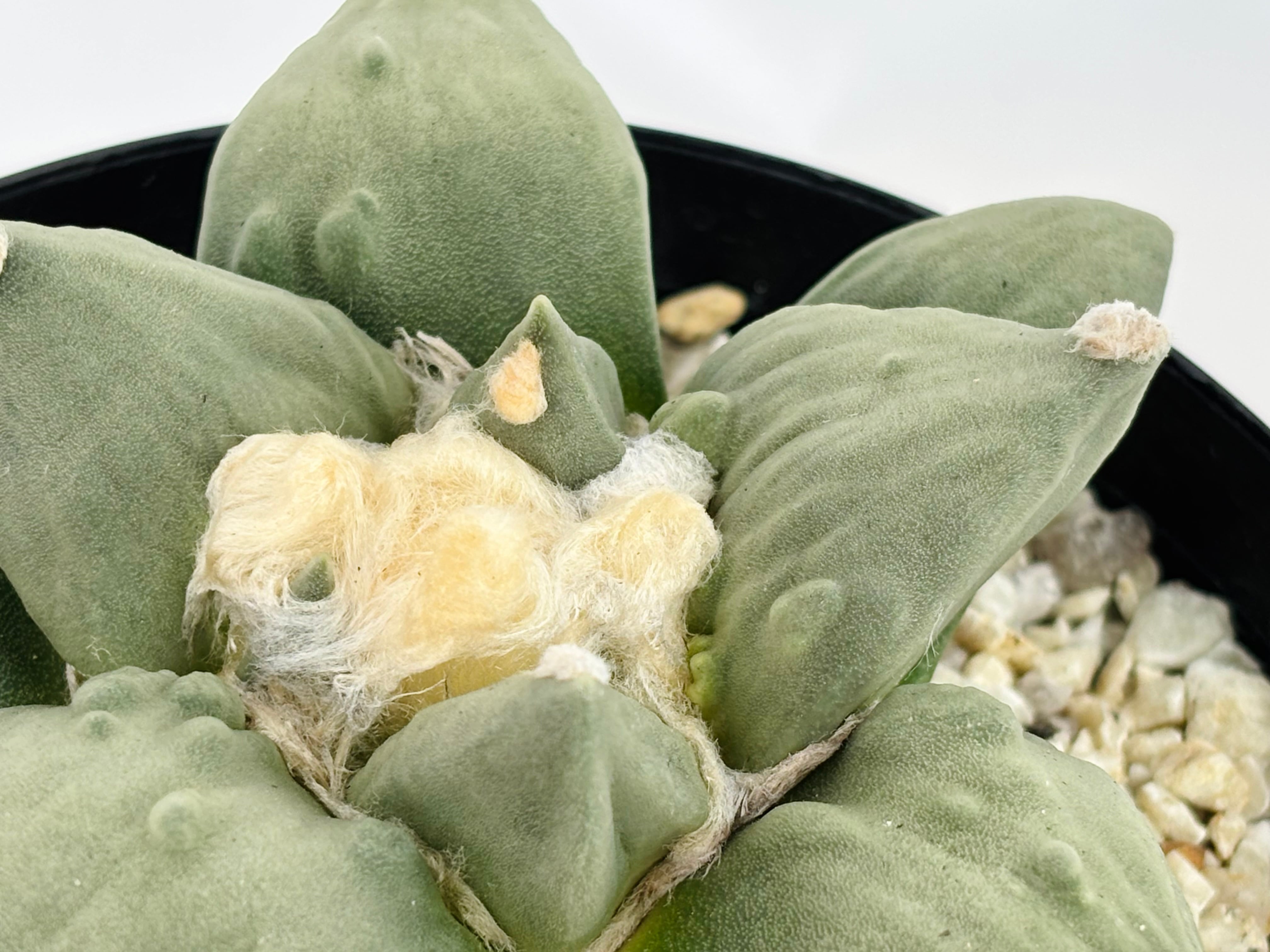 Ariocarpus Cauliflowermonst. アリオカルプス 花牡丹モンスト