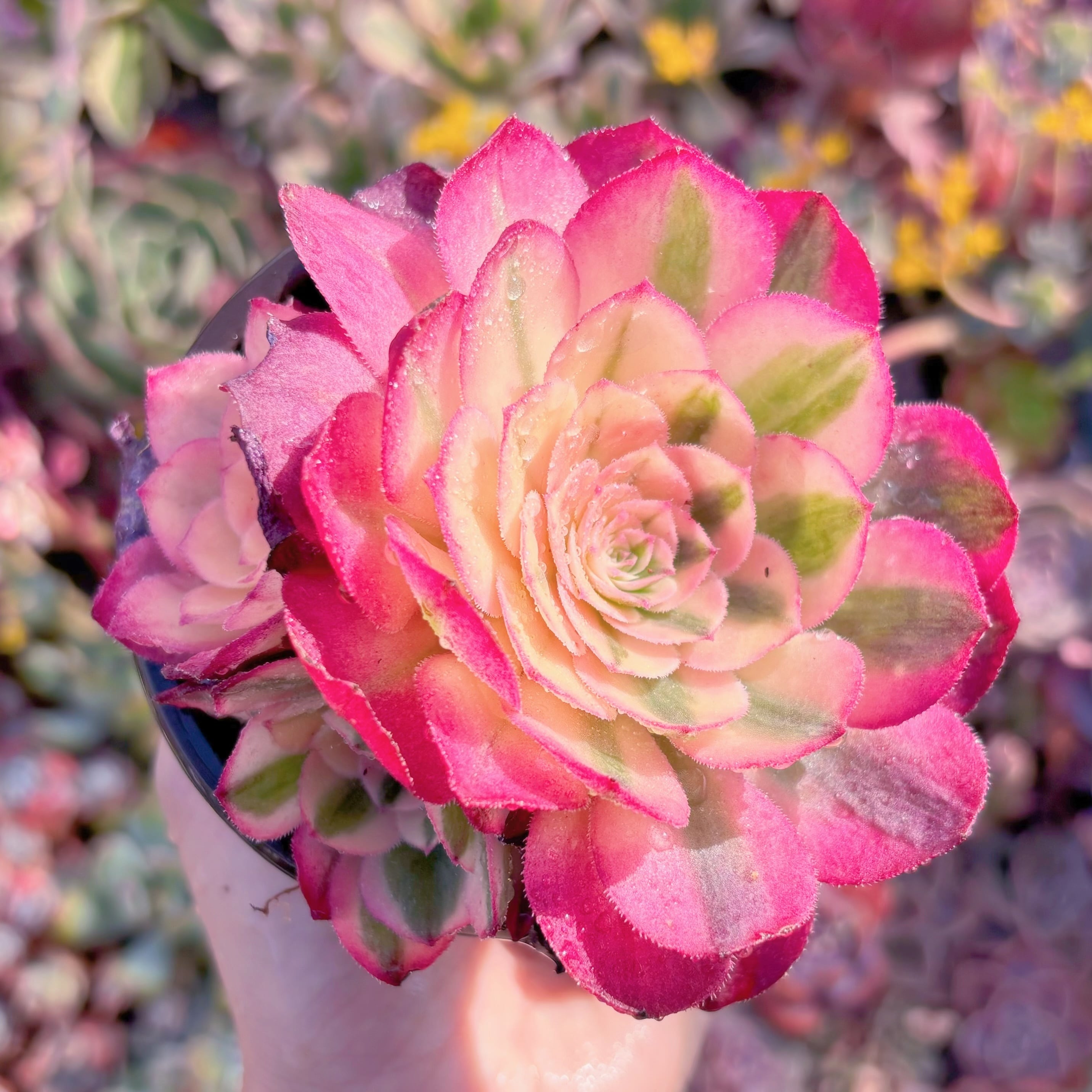 現品　ライチ#2001　群生　新入荷　るる農園