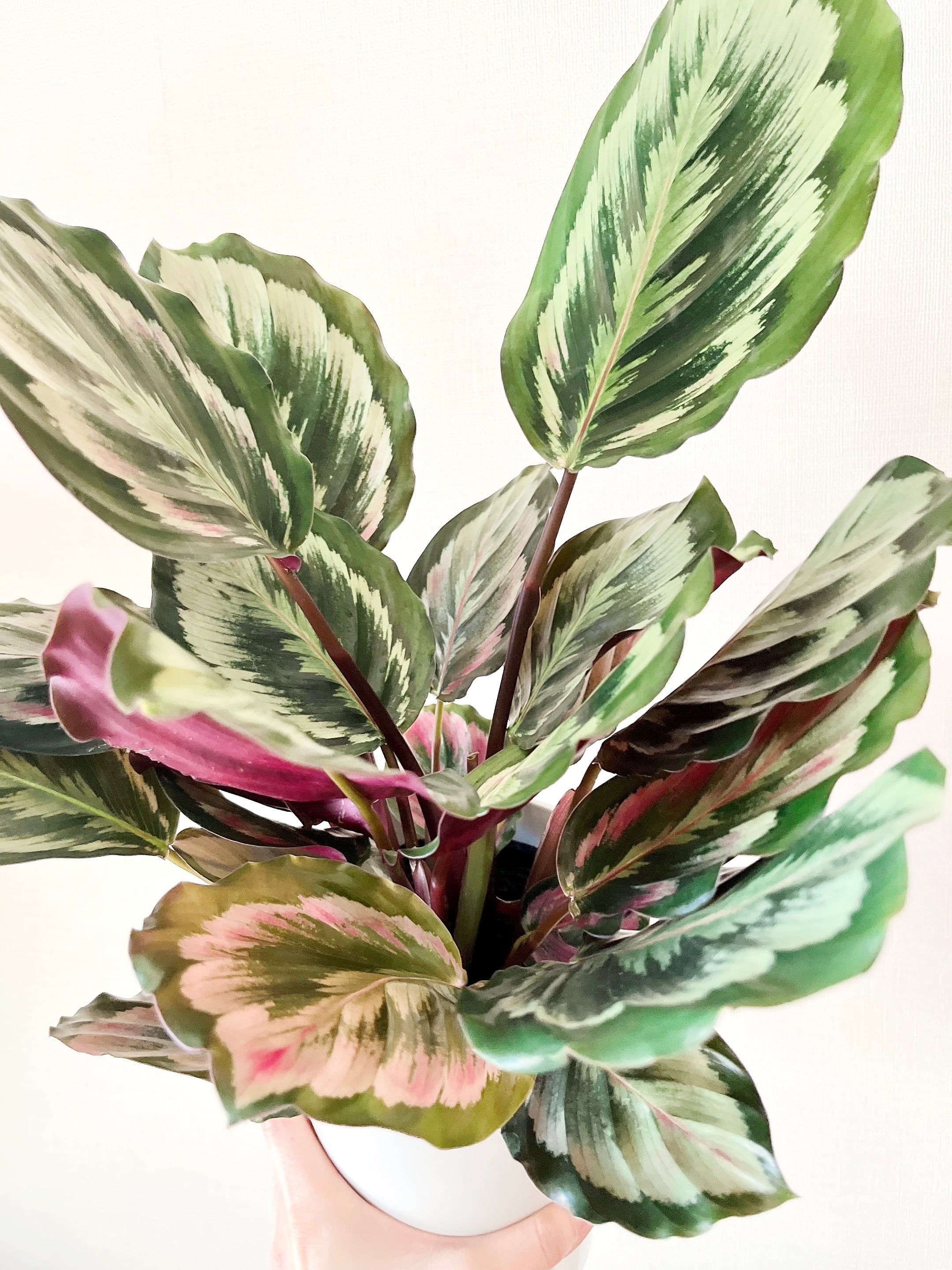 希少 観葉植物 カラテア ニューメダリオン レア 送料込み Calmcafe