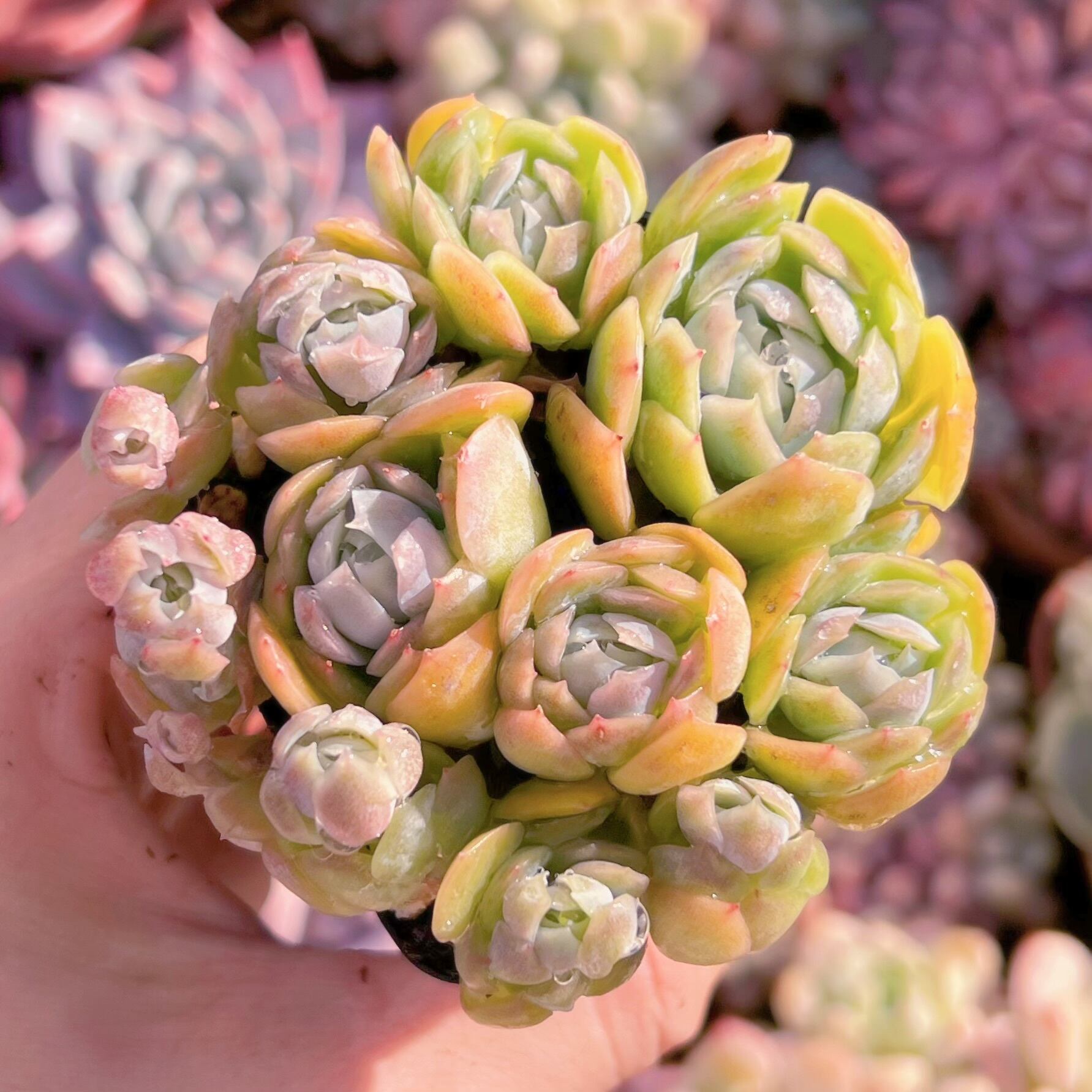 現品　クリームベリー#256   るる農園