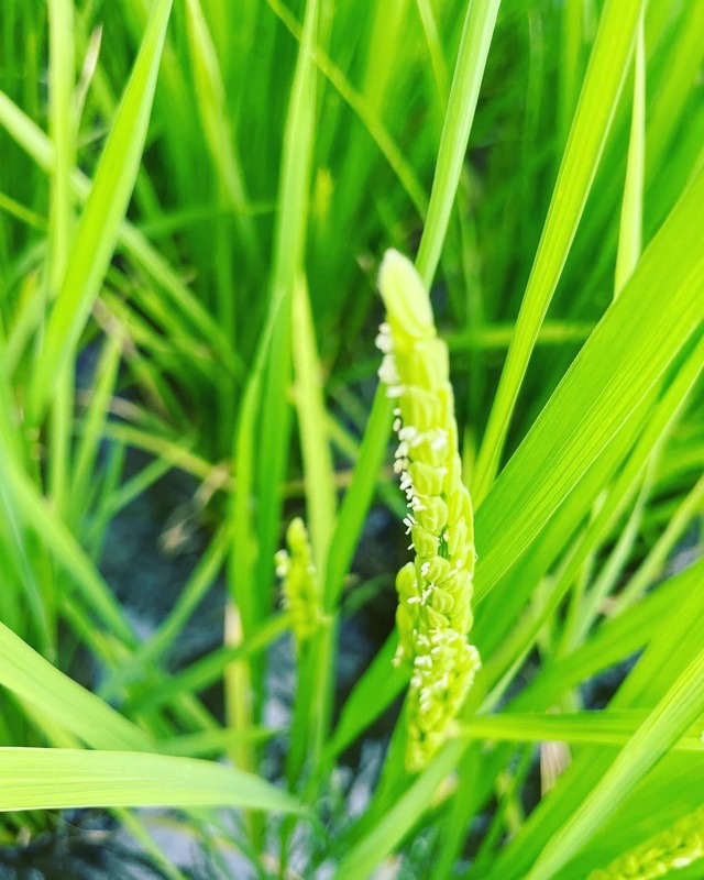 新米!!令和7年産  大自然米【3kg】無洗米