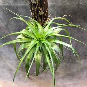 Tillandsia geminiflora