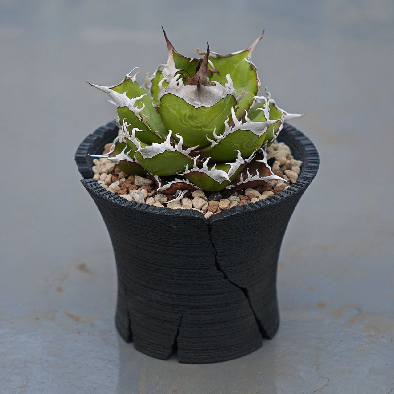 クラックスリット鉢 (12cm) | Green Mountain Store