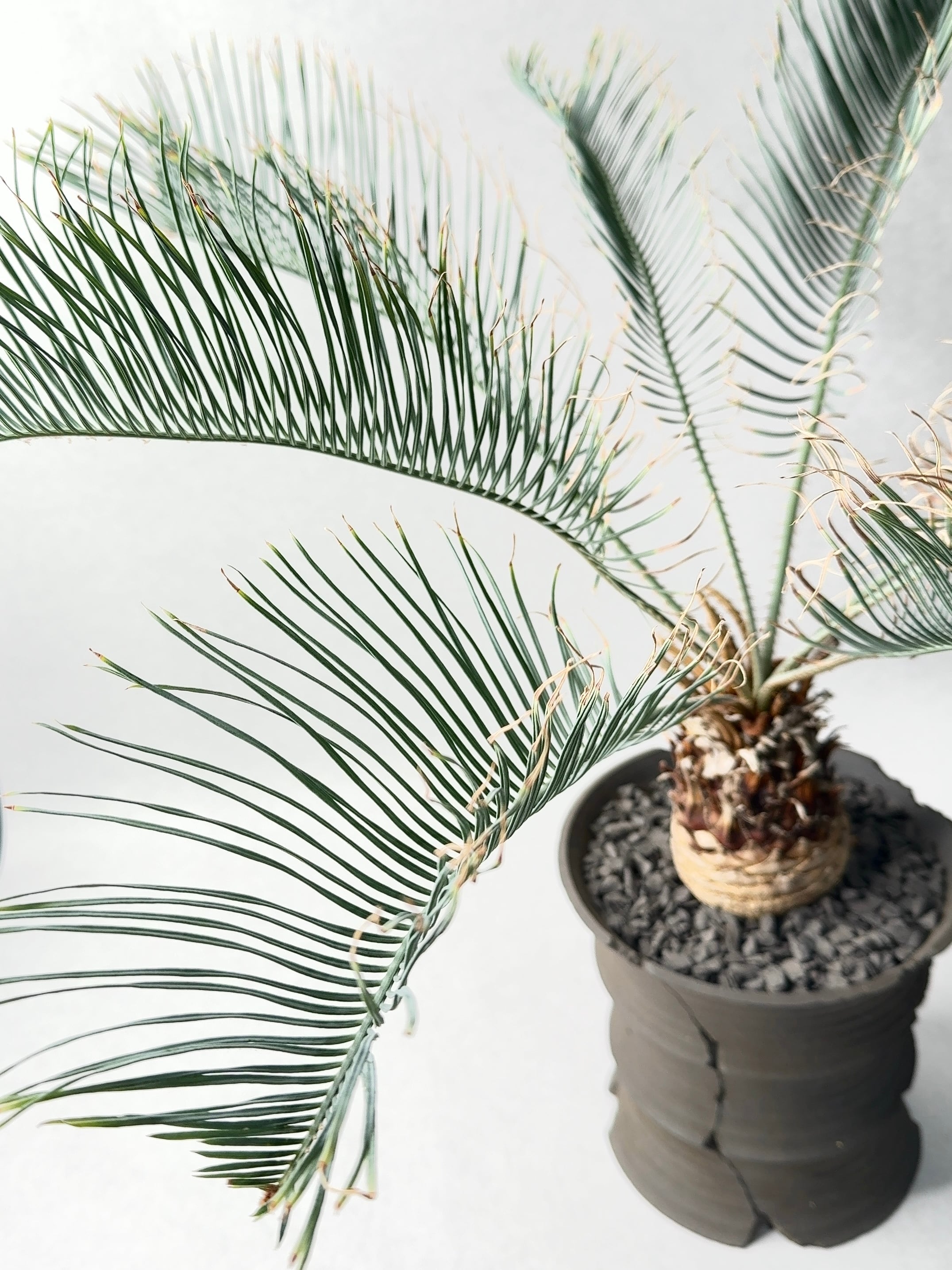 サイカス・カイルンシアナ | trigger