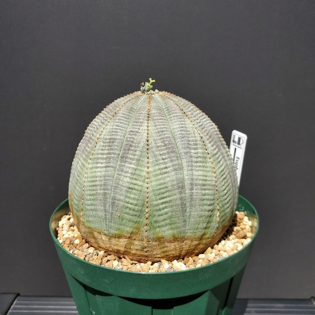 【特大サイズ】95mm Euphorbia Obesa ユーフォルビア オベサ