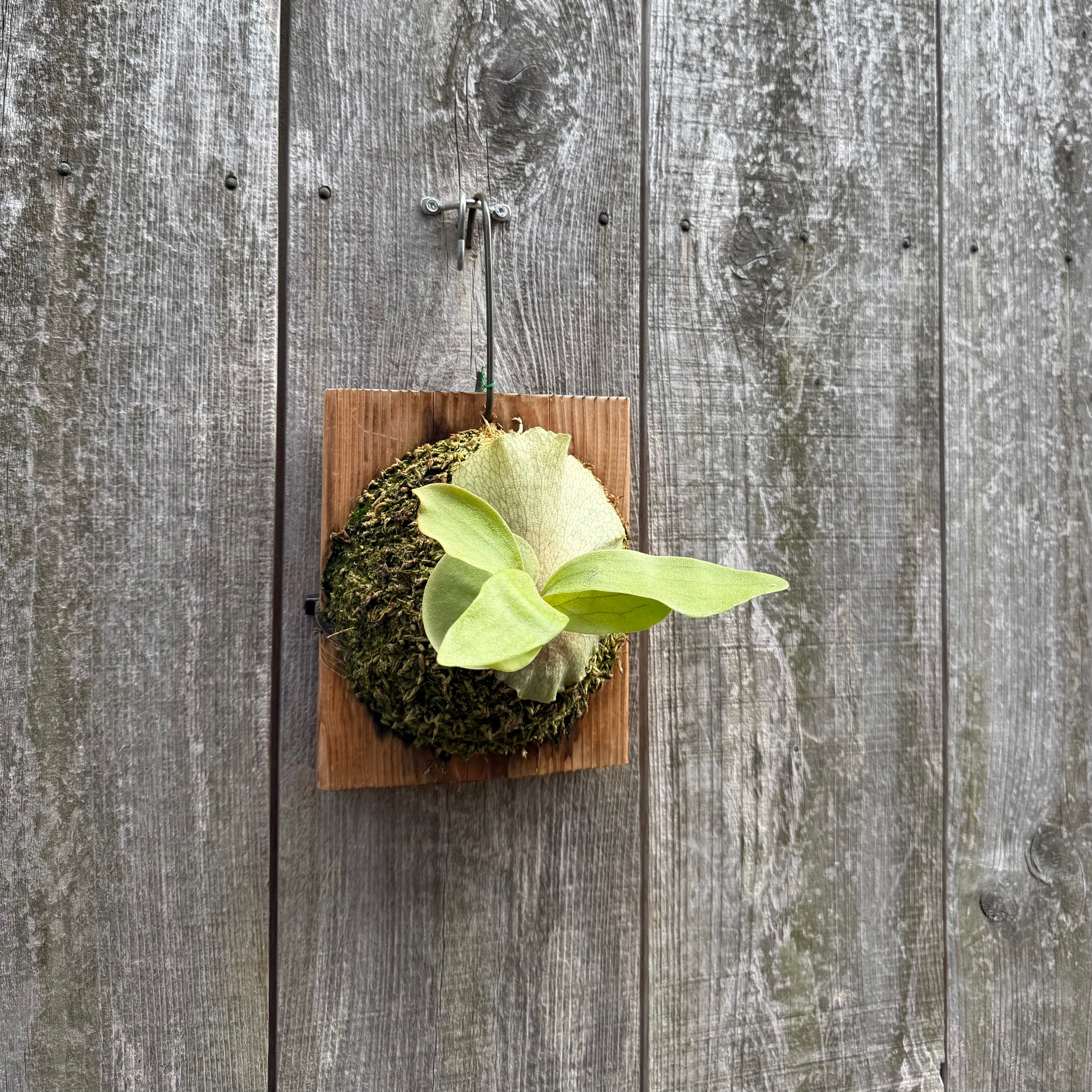 P.hillii Kylin (from Yot) | naturefix