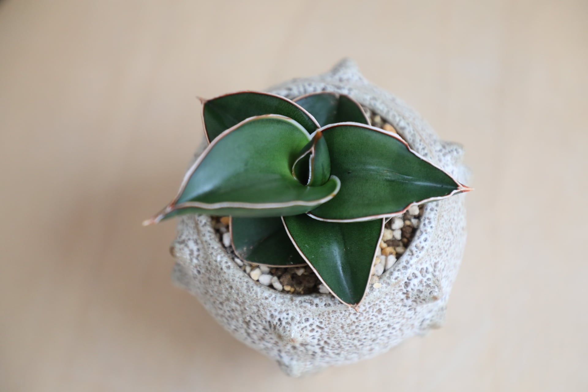S】サンスベリア サムライドワーフ/Sanseveria | 【厳選植物・器