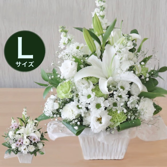 胡蝶蘭3本立（36輪前後）