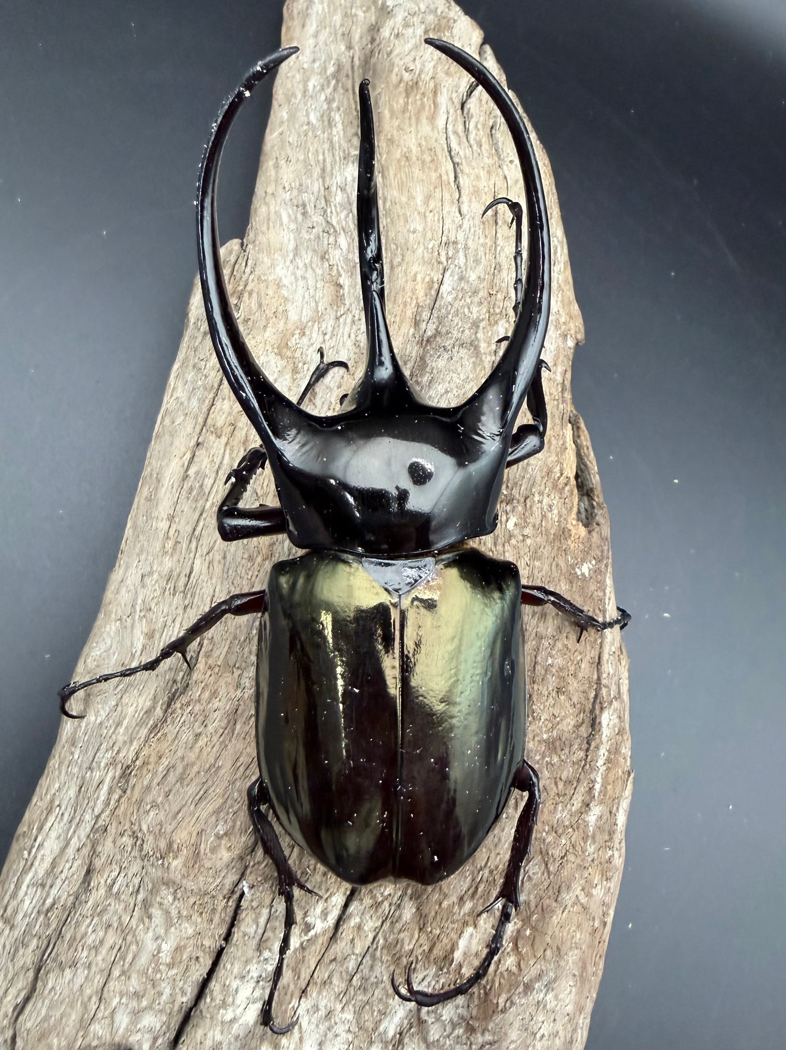 WD】《ジャワコーカサスオオカブト 111mm ペア》 | KPW公式オンライン