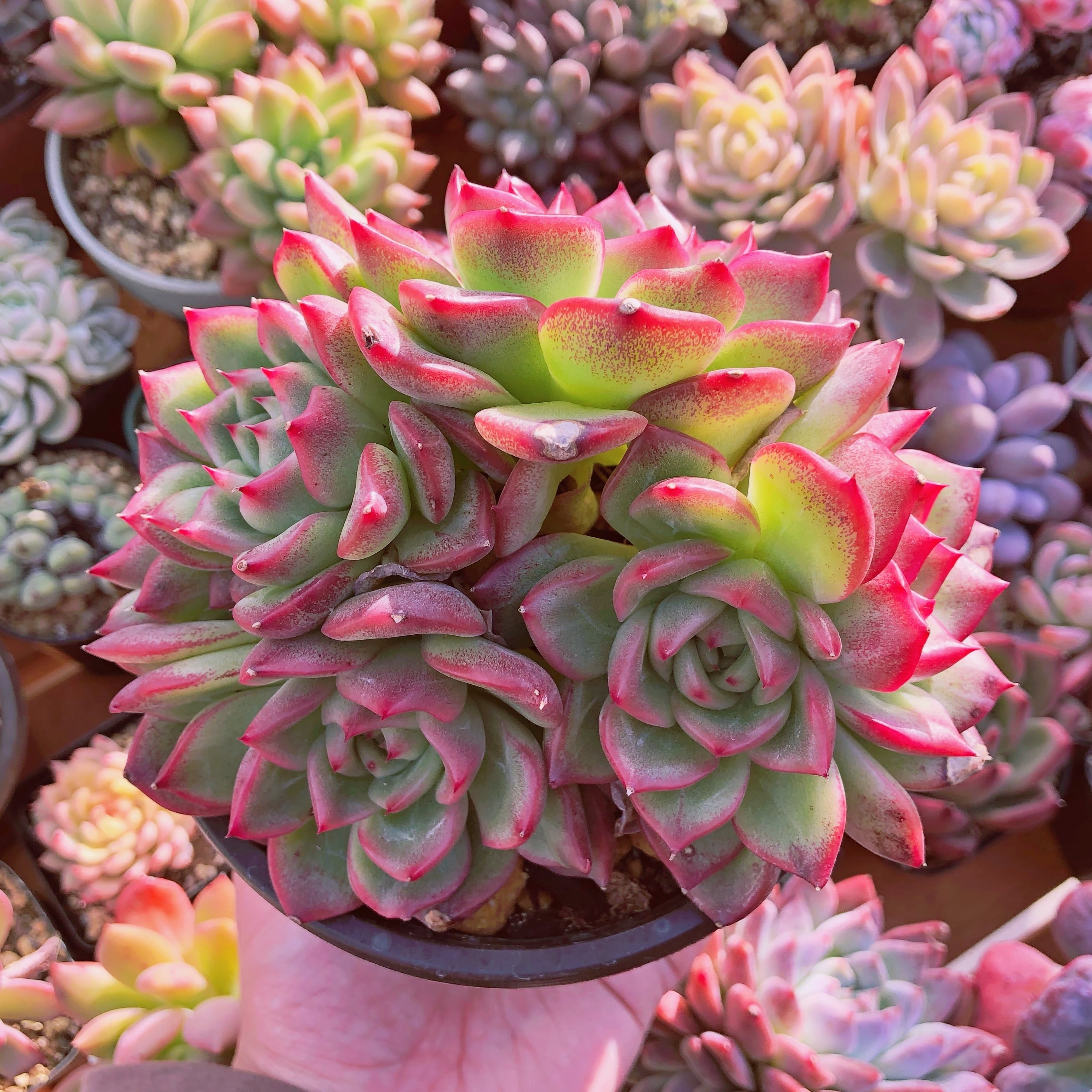 多肉植物 プロディティ 特大群生 | るる農園~多肉植物専門