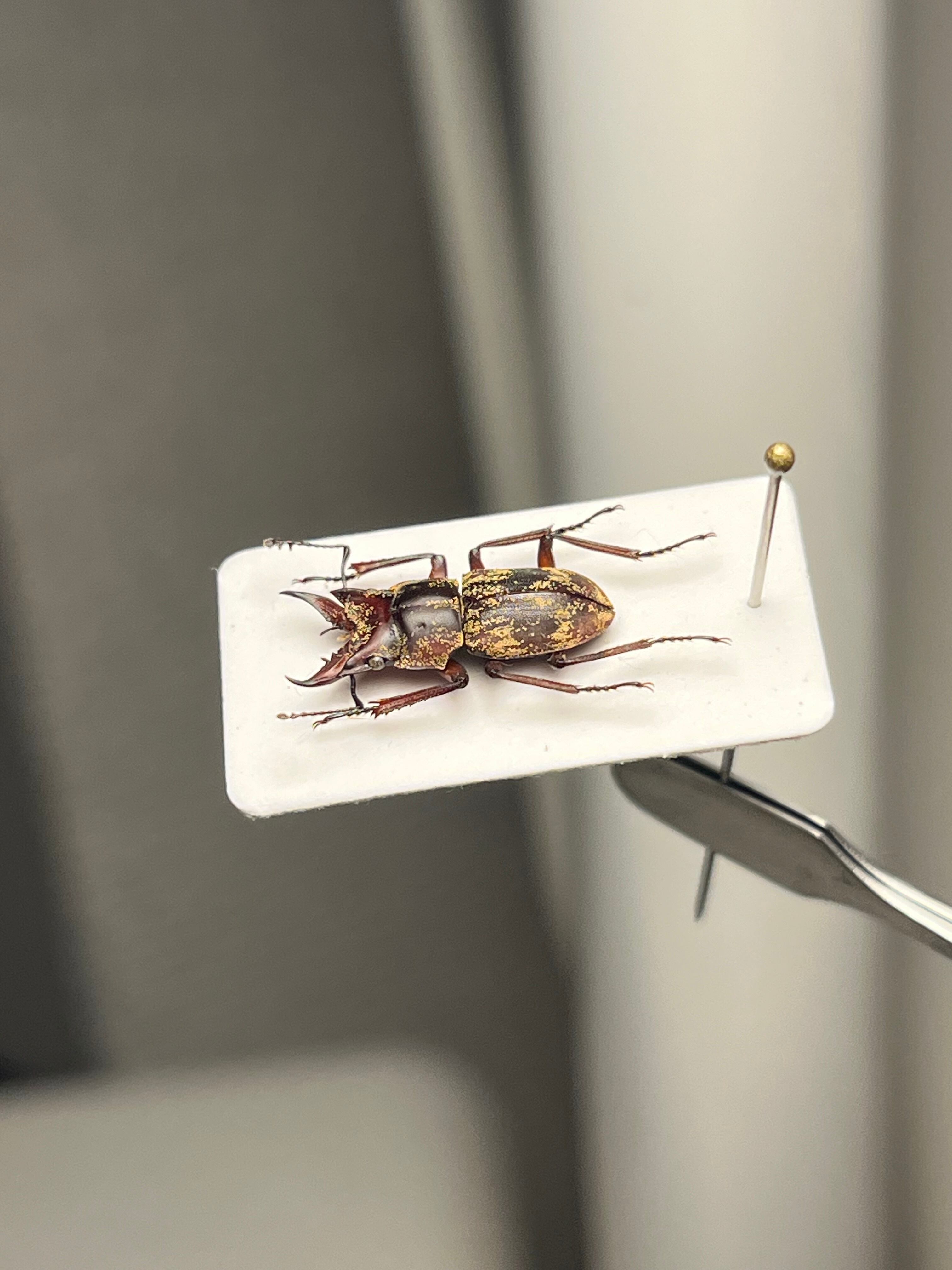 12mm】エンマクワガタの一種 標本Auxicerus インカクワガタ チュウ