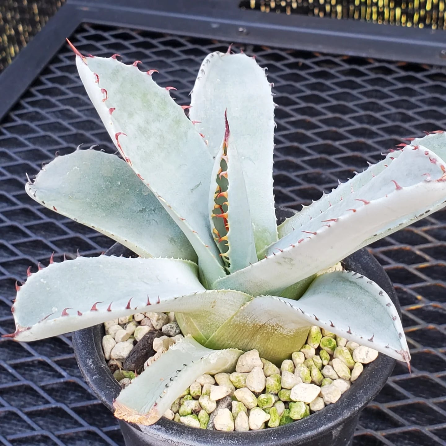 F00324_Agave parryi var. truncata：アガベ・パリー・トランカータ