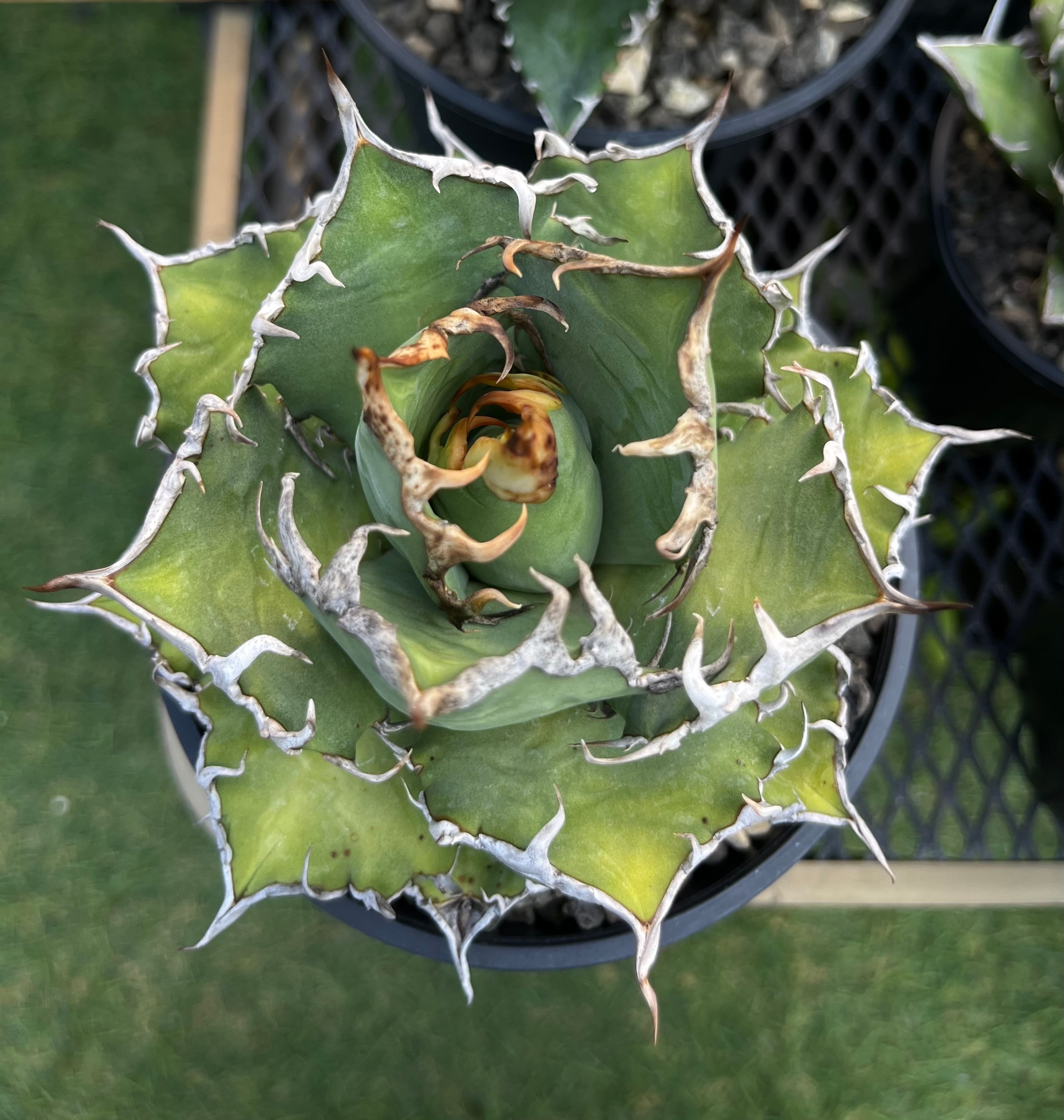 アガベ lize 皇冠 発根済み 子株（【小株】 アガベ チタノタ 皇冠  