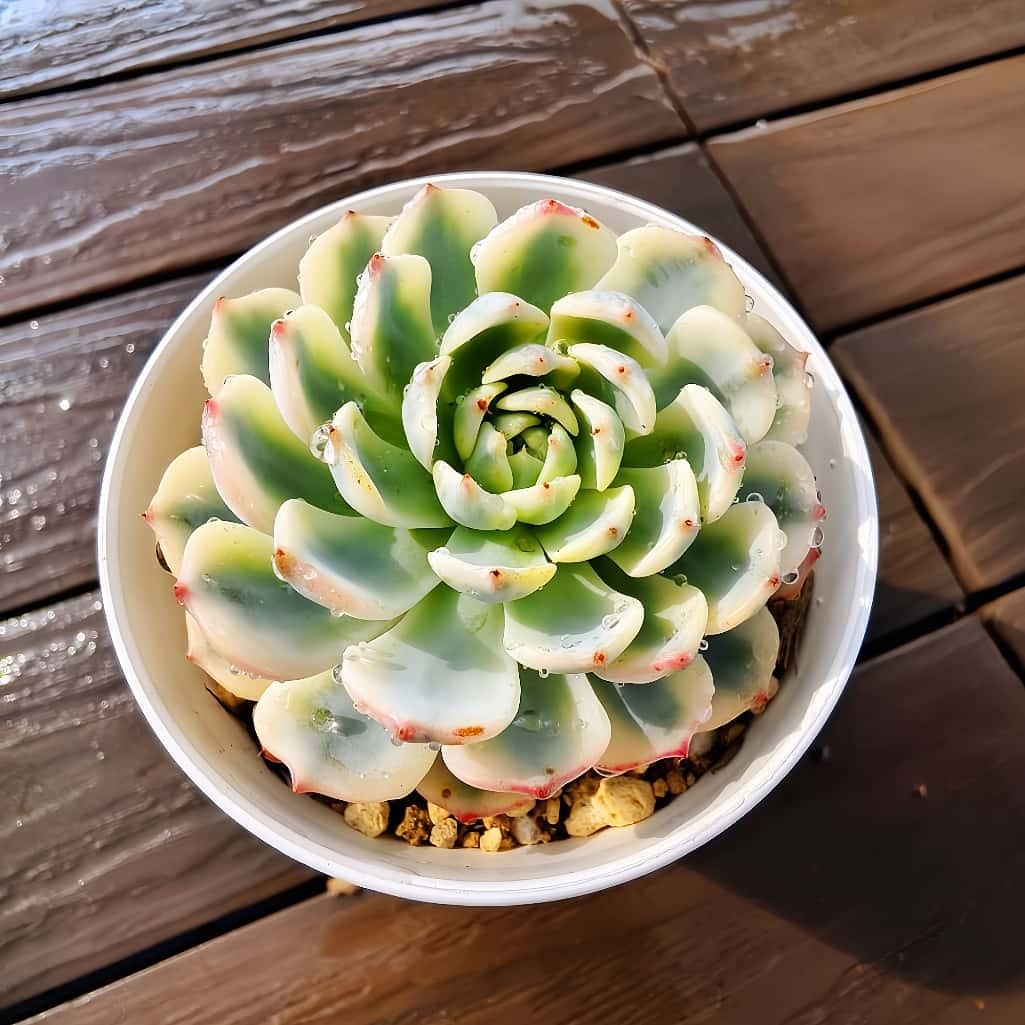 農園直売 多肉植物 寄せ植え エケベリア属 ミニマ錦（単） 観葉植物