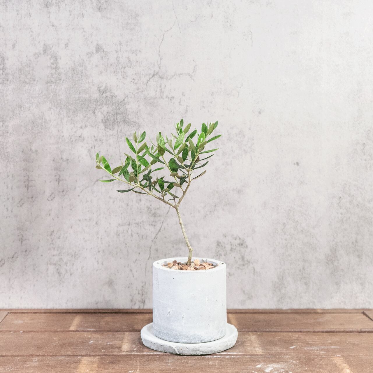 卓上サイズのミニ観葉植物 オリーブの木 マンザニロ こだわりのモルタルの手作り鉢 省スペースで飾れるインテリア【虫発生抑制】