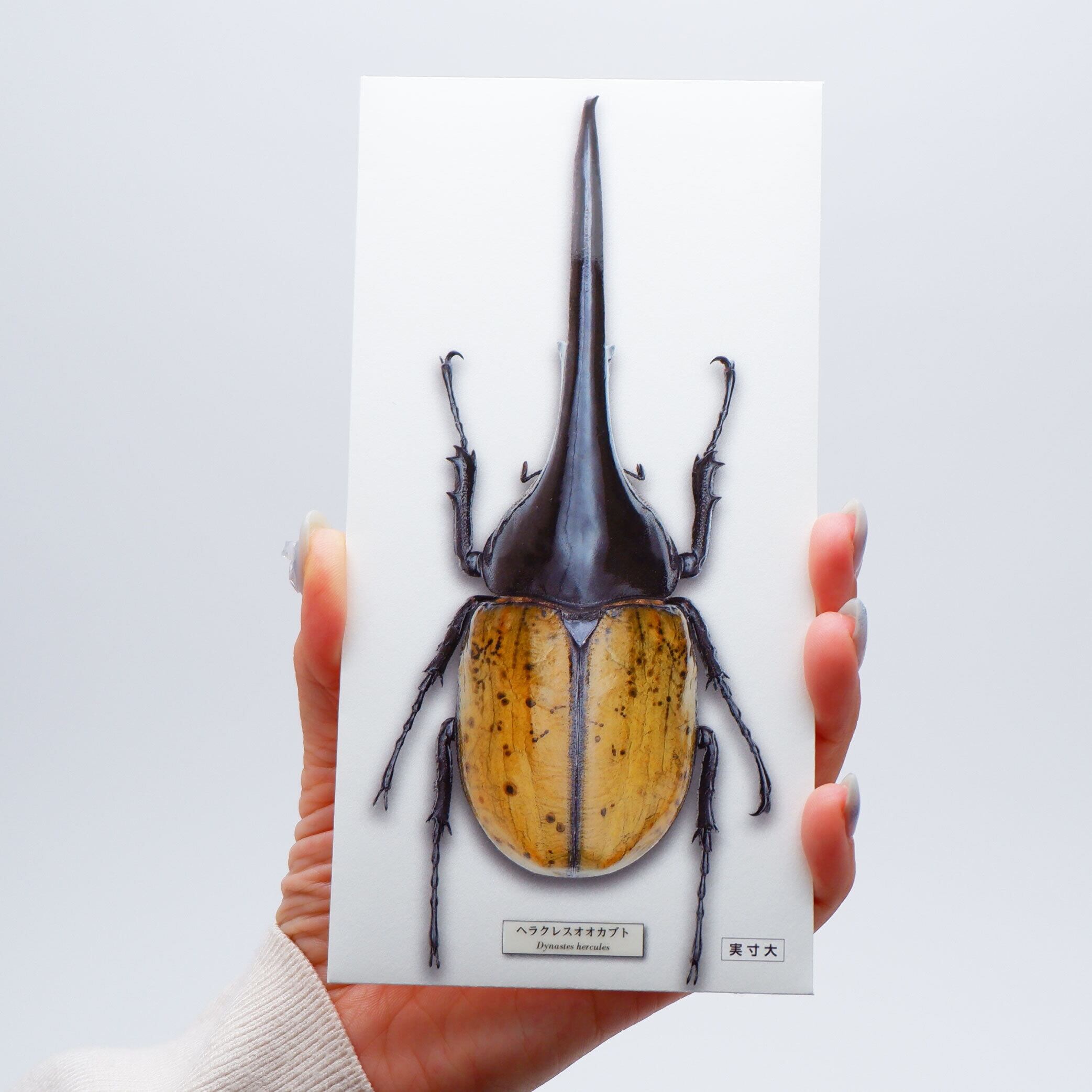 でこぽち 昆虫ぽち袋(大) No008 ヘラクレスオオカブト(昆虫サイズ実寸