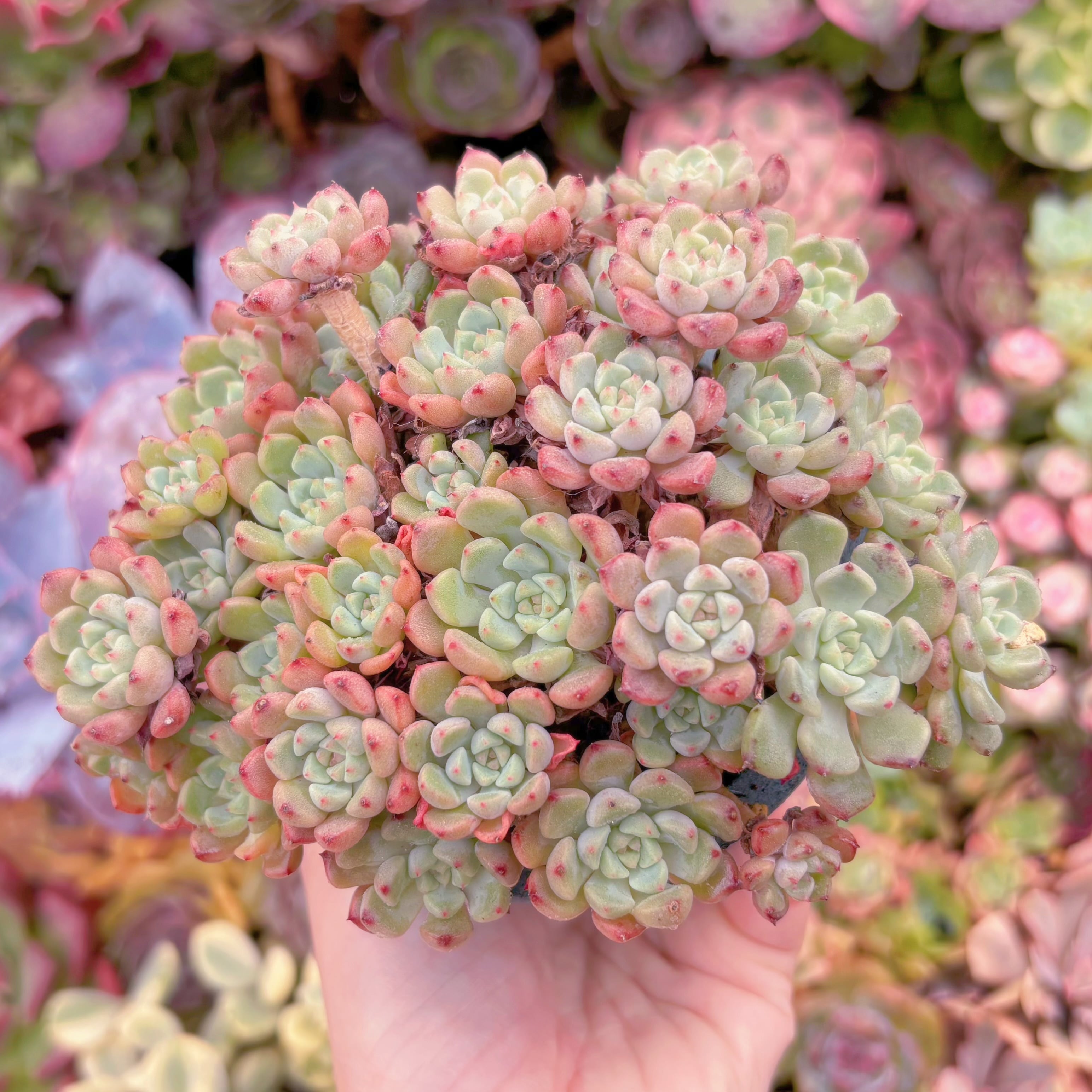 現品　スノーピーチ#B12　大群生　るる農園