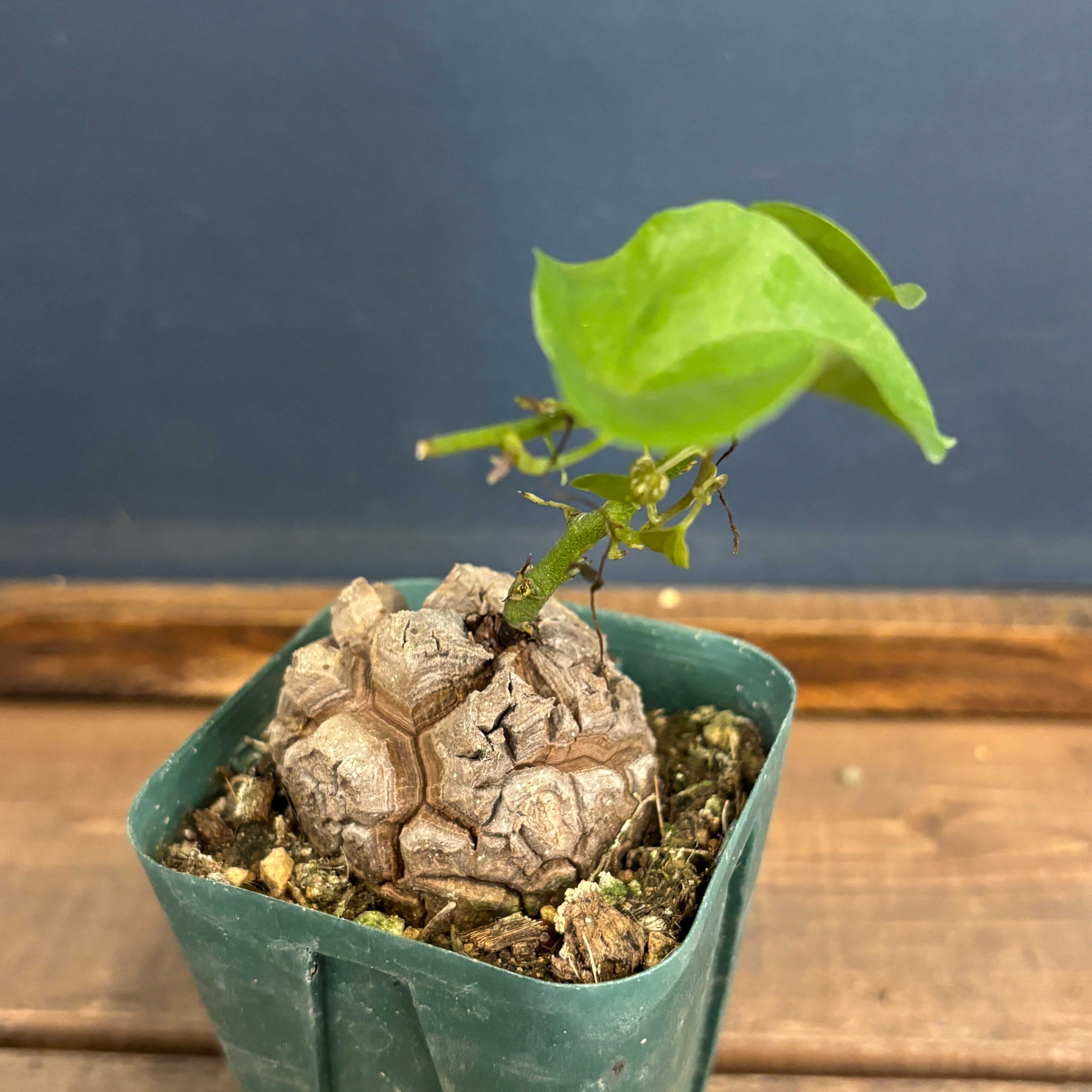 亀甲竜　特大株　ディオスコレアエレファンティペス　コーデックス 楽天市場】亀甲竜 ディオスコレア エレファンティペス 2.5号 特選株