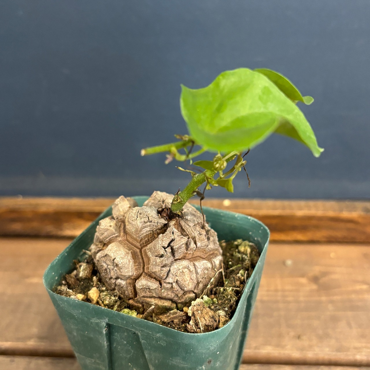 ディオスコレア　エレファンティペス　亀甲竜　実生選抜【900】