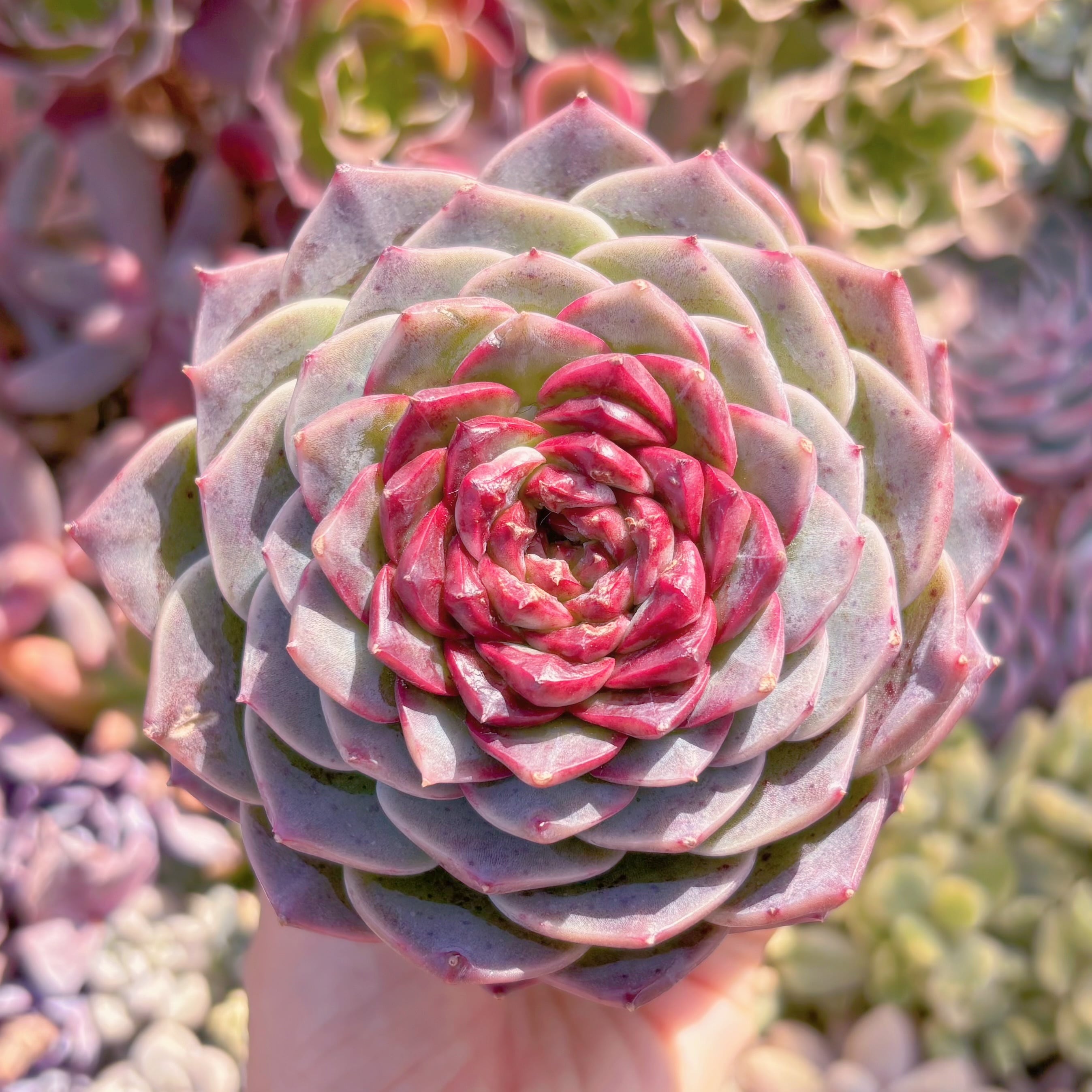 多肉植物　レッドベルベット(大)　新入荷　るる農園