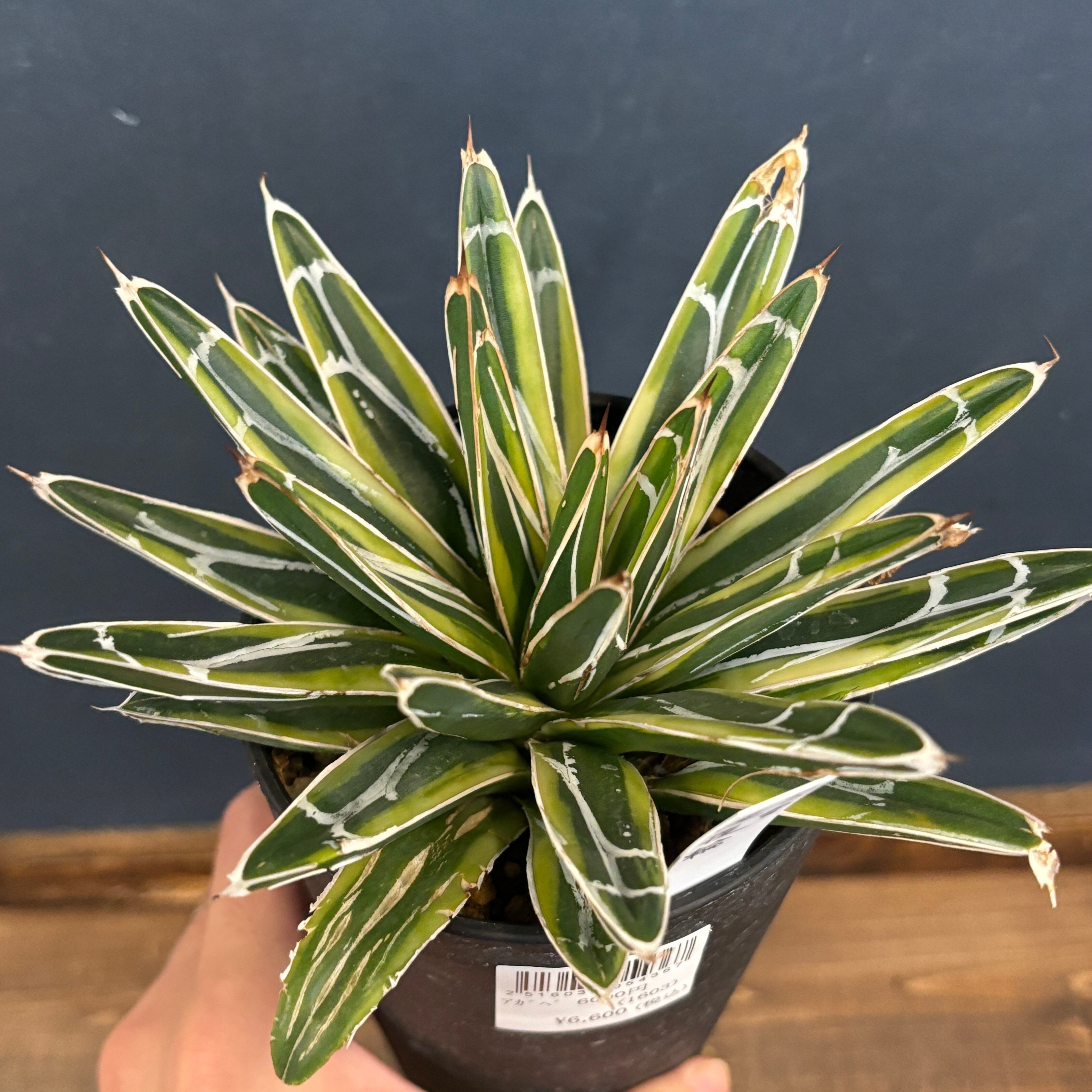 アガベ 笹の雪 深覆輪【988】