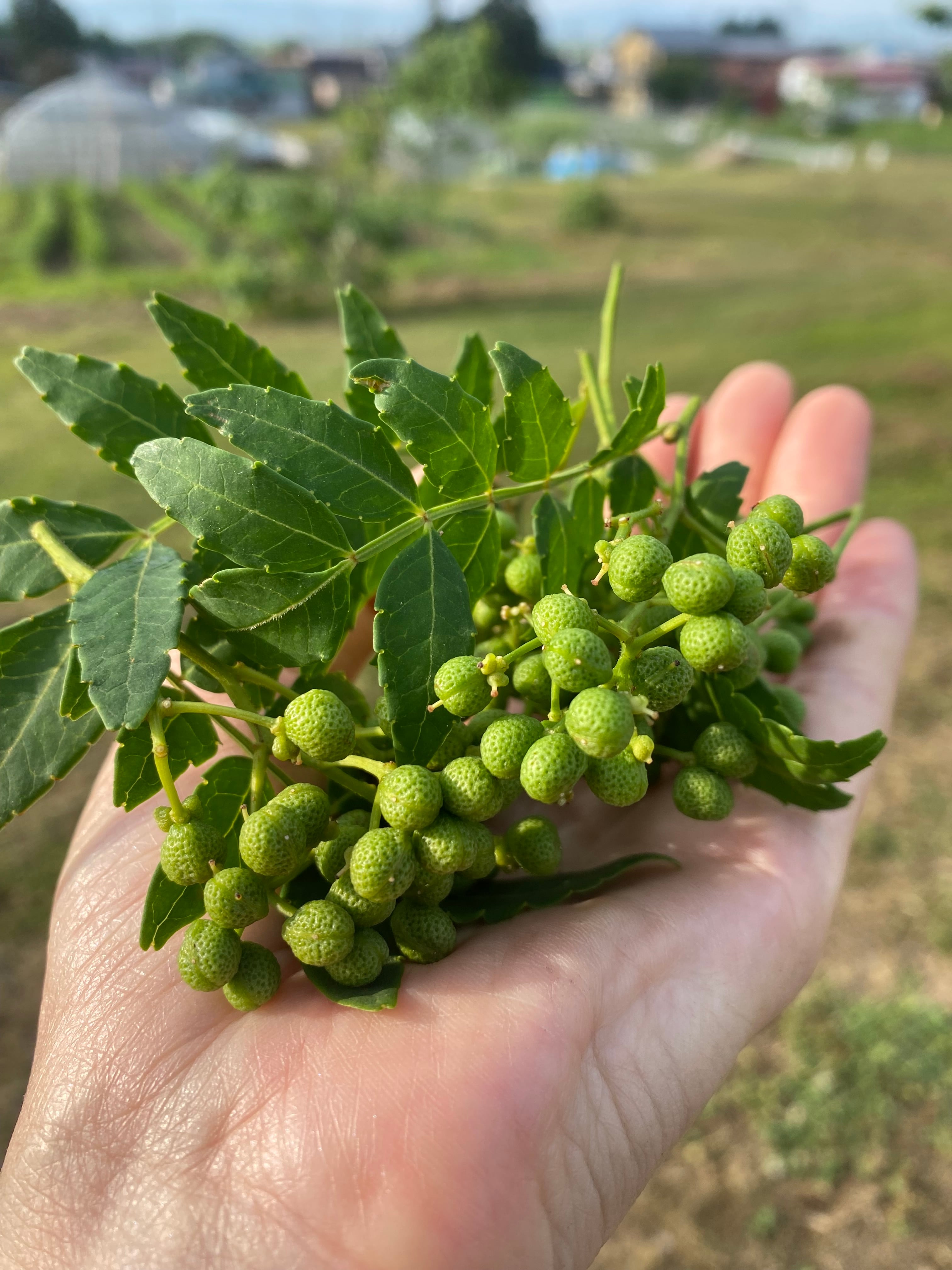 6月限定 青森産 実山椒（生） 100g | カシスといちじく田中農園