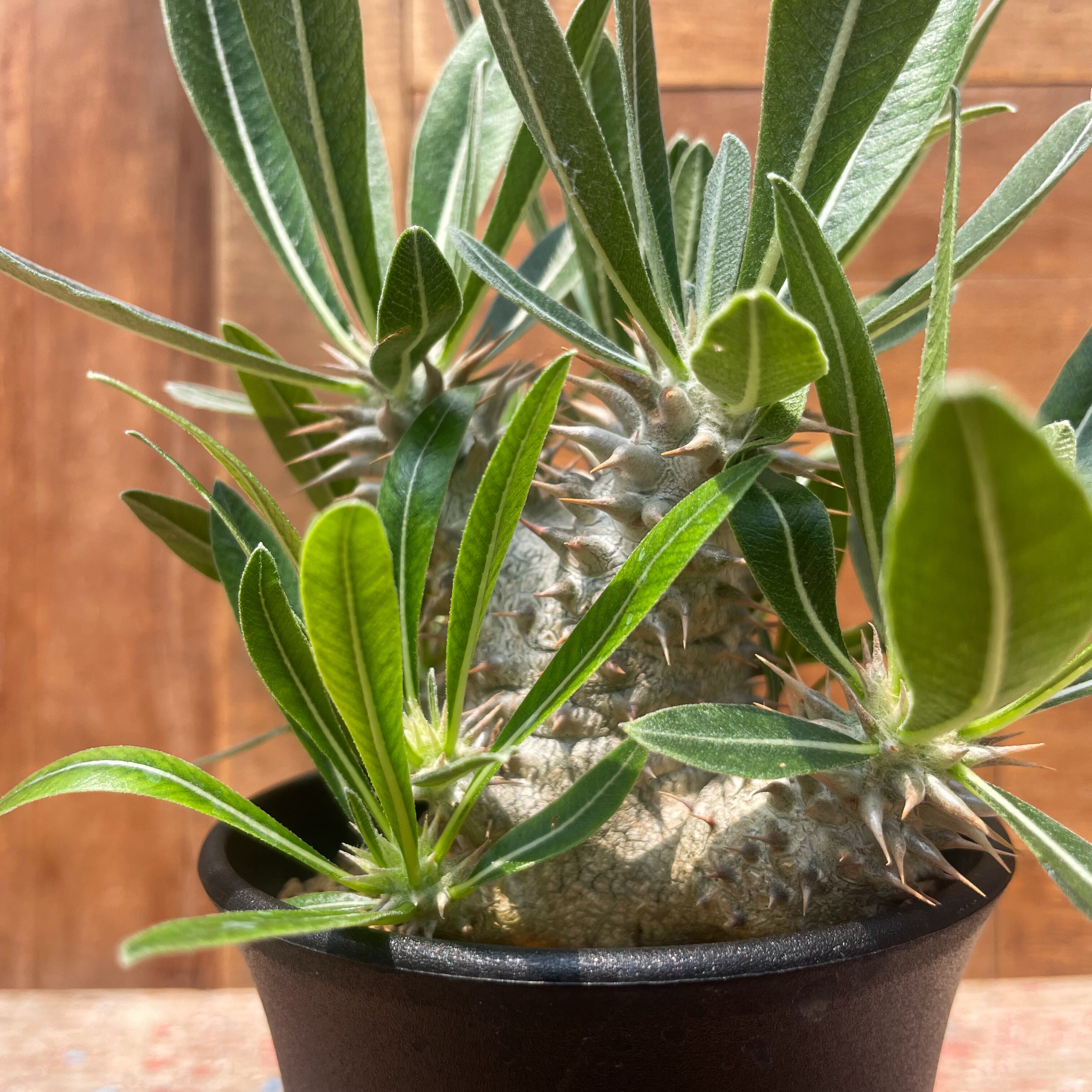 Pachypodium 'Itoh Hybrid'【パキポディウム・伊藤ハイブリッド