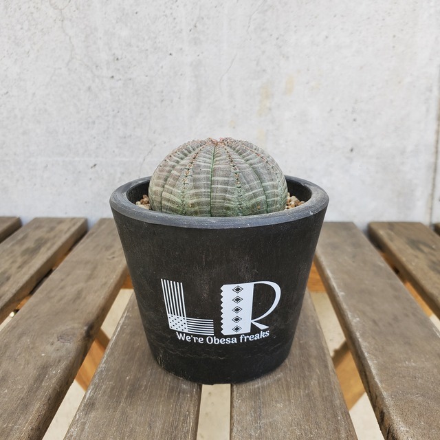 【ノーマル美株】 Euphorbia obesa ユーフォルビア オベサ