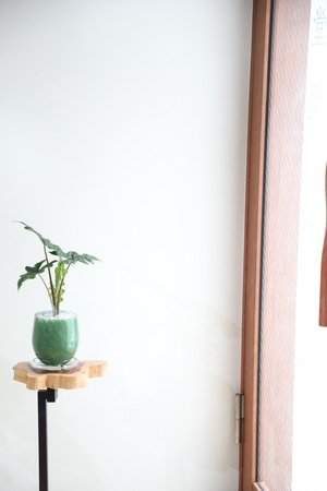 【S】アロカシア ジャックリン/Alocasia jacklyn　※ガラス鉢付き