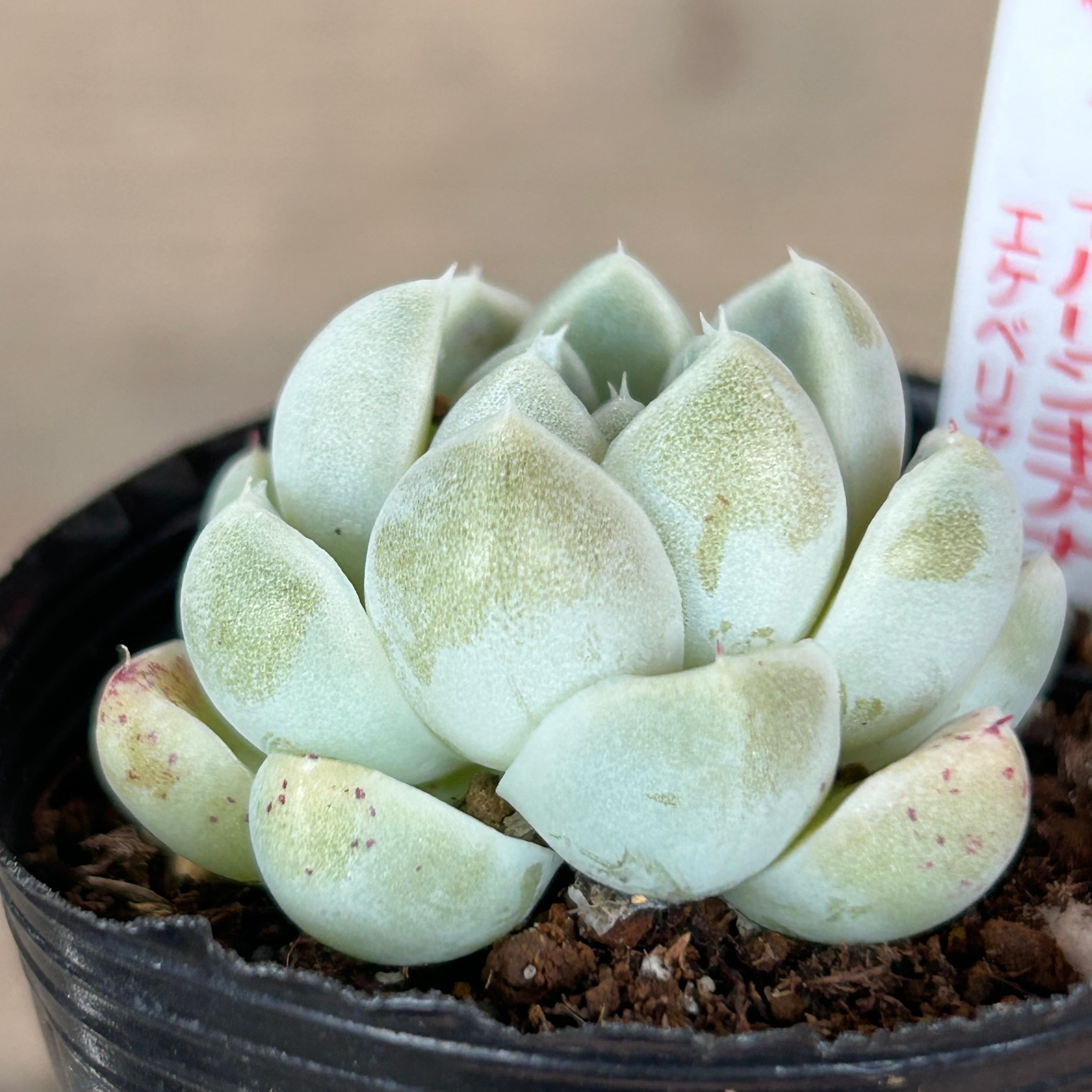 ケッセルリンギアナ | RuPo 多肉植物専門店