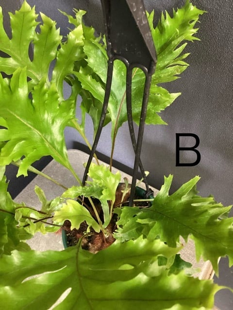 ドリナリア クエルシフォリア〈人気・流木付・現品限り〉【観葉植物・着生植物】 ドリナリア クエルシフォリア シダ植物 着生植物 観葉植物【おしゃれ