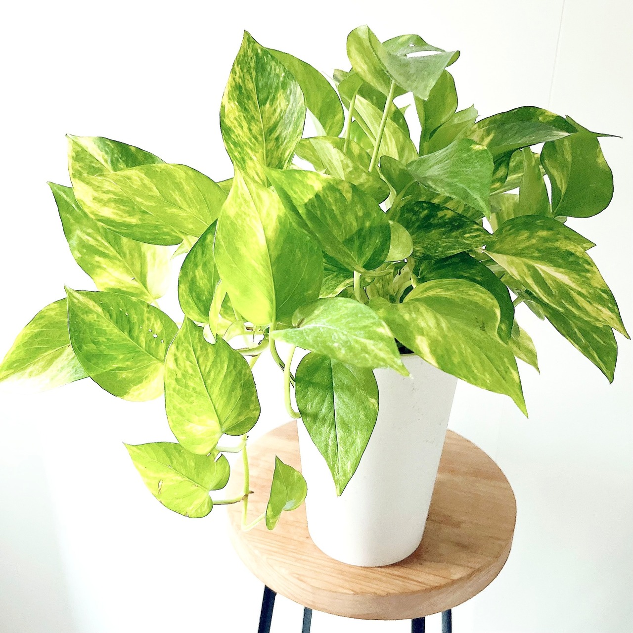 ポトス フラッシュ 鉢カバー付き 観葉植物 calm cafe