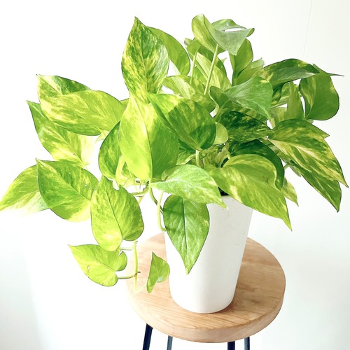ポトス フラッシュ 鉢カバー付き 観葉植物 calm cafe