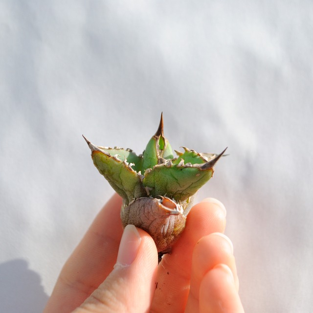 アガベ チタノタ ライトリー ホワイト ソーン セレクション No.4