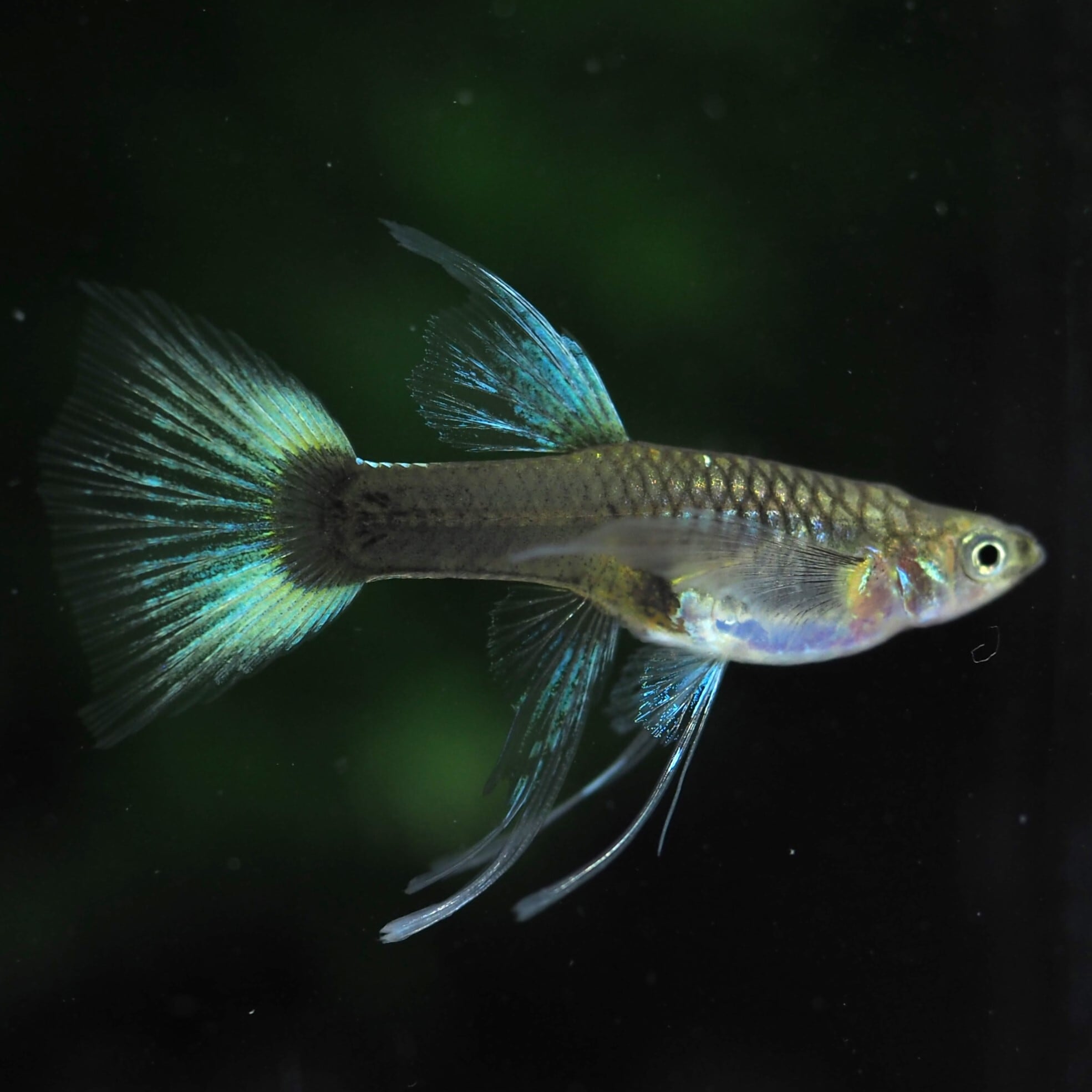 ドイツイエロータキシードスワロー１ペア（guppy shop connect）1 （熱帯魚）ドイツイエロータキシード・グッピー（国産