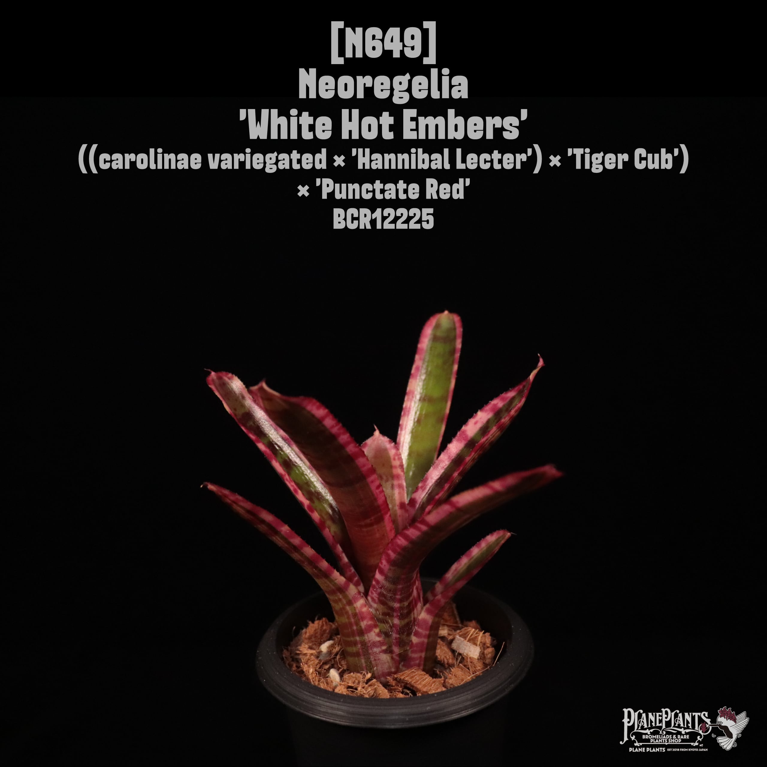 【送料無料】Neoregelia 'White Hot Embers'〔ネオレゲリア〕現品発送N649