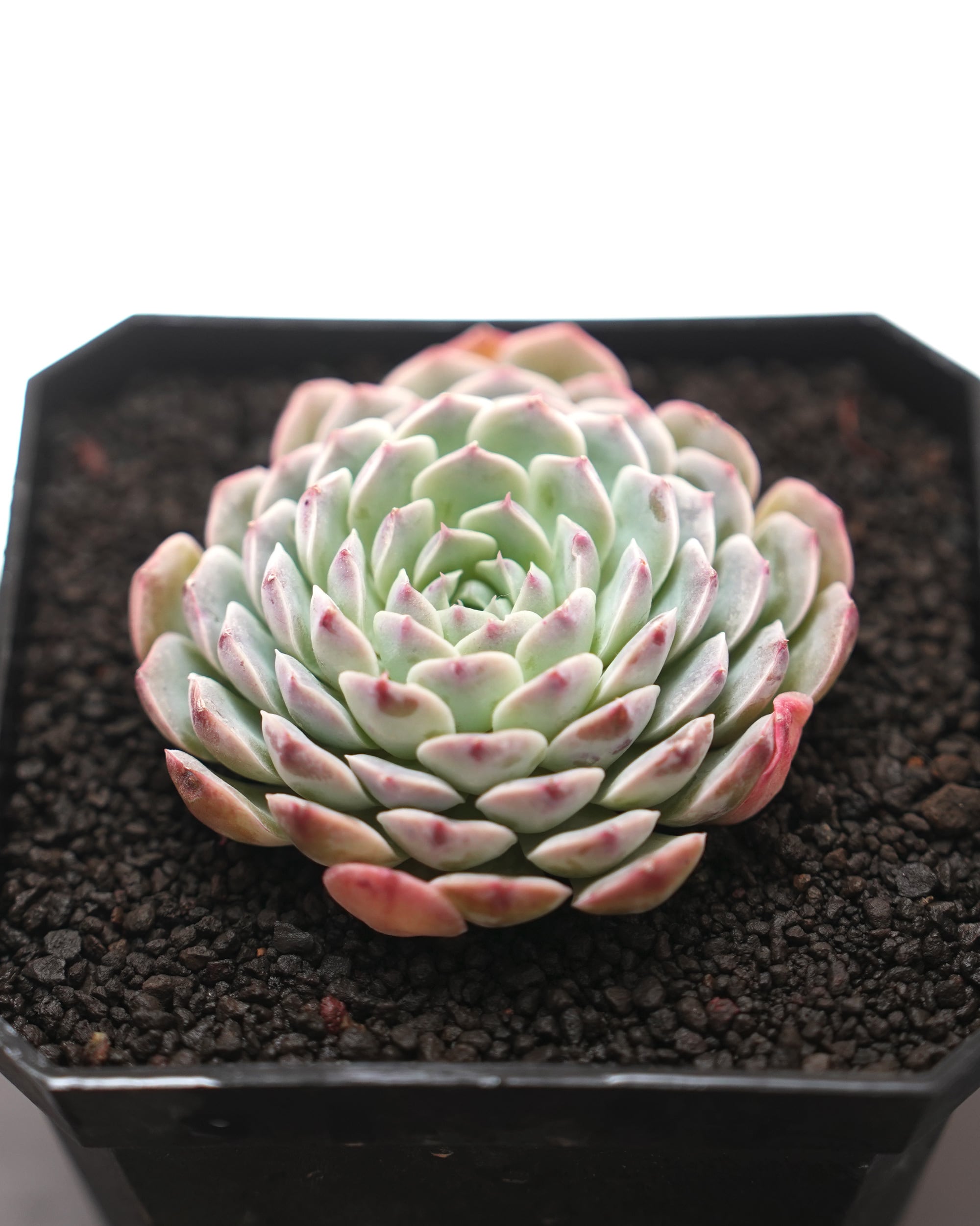 エケベリア（っぽいコ） | PUKUBOOK SUCCULENTS