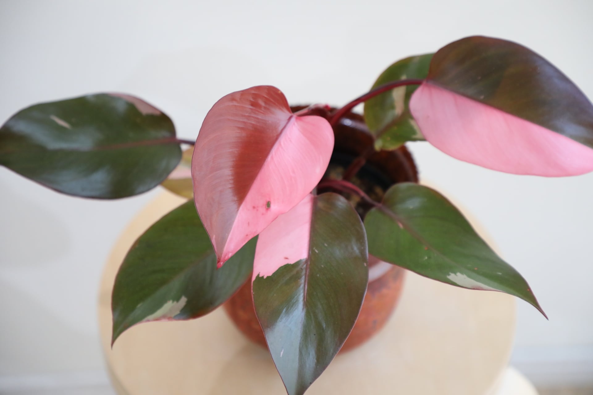 希少‼️濃赤美斑‼️フィロデンドロン パーシモンプリンセス 希少】【M】フィロデンドロン パーシモンプリンセス/Philodendron