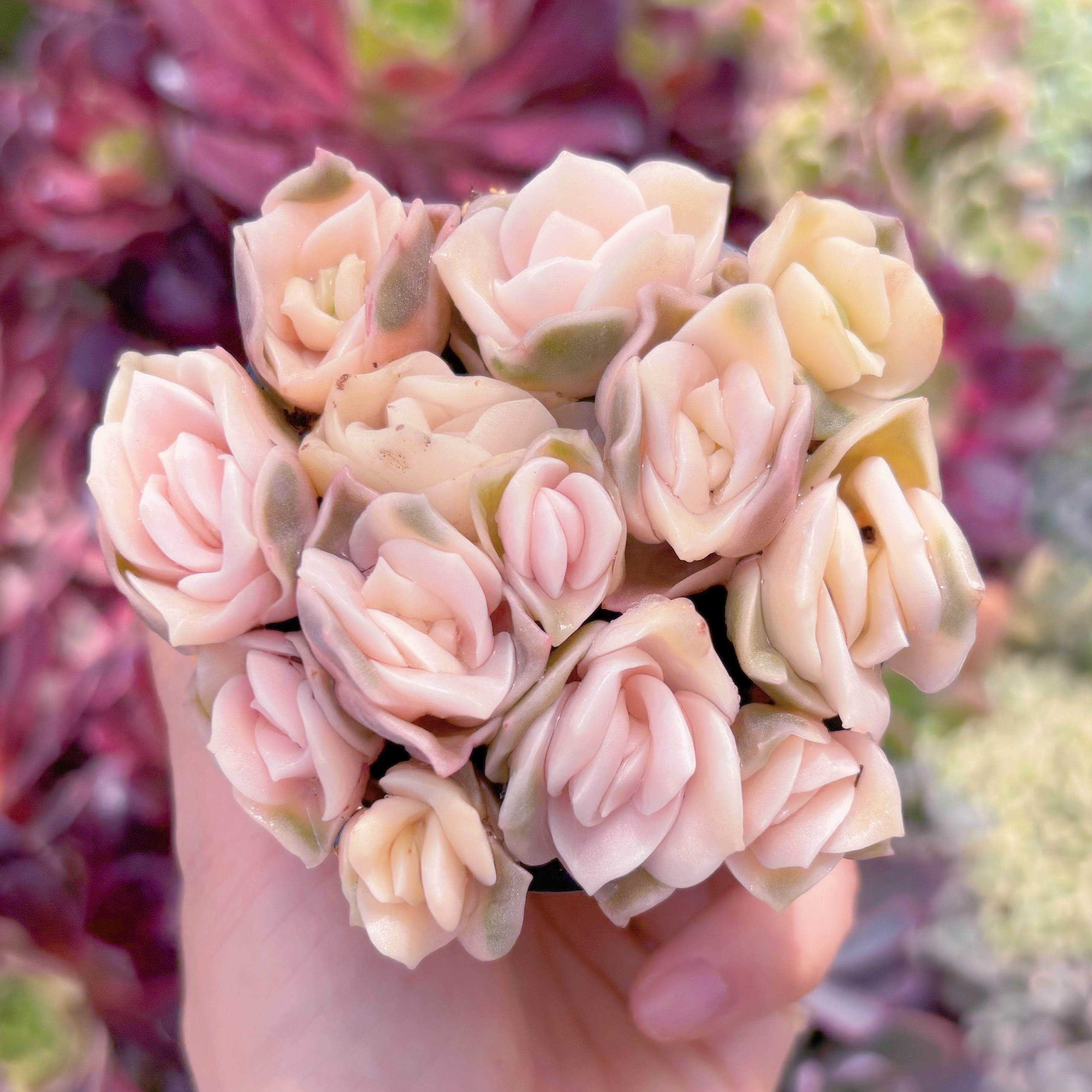 現品　ラブリーローズ錦#F055　るる農園