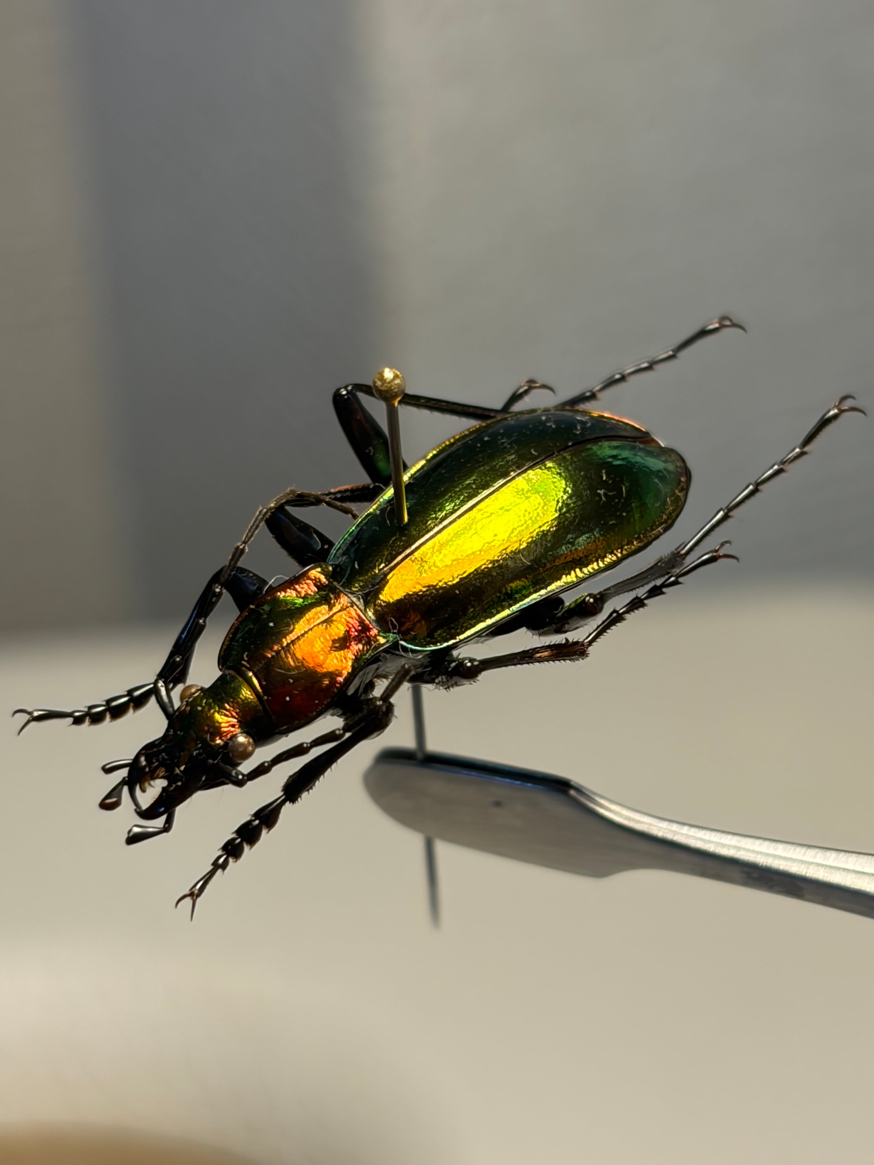 【25mm】アイヌキンオサムシ グリーン標本 Carabusキタオオルリオサムシ 25mm】アイヌキンオサムシ グリーン 標本 Carabus kolbei キタオオルリ