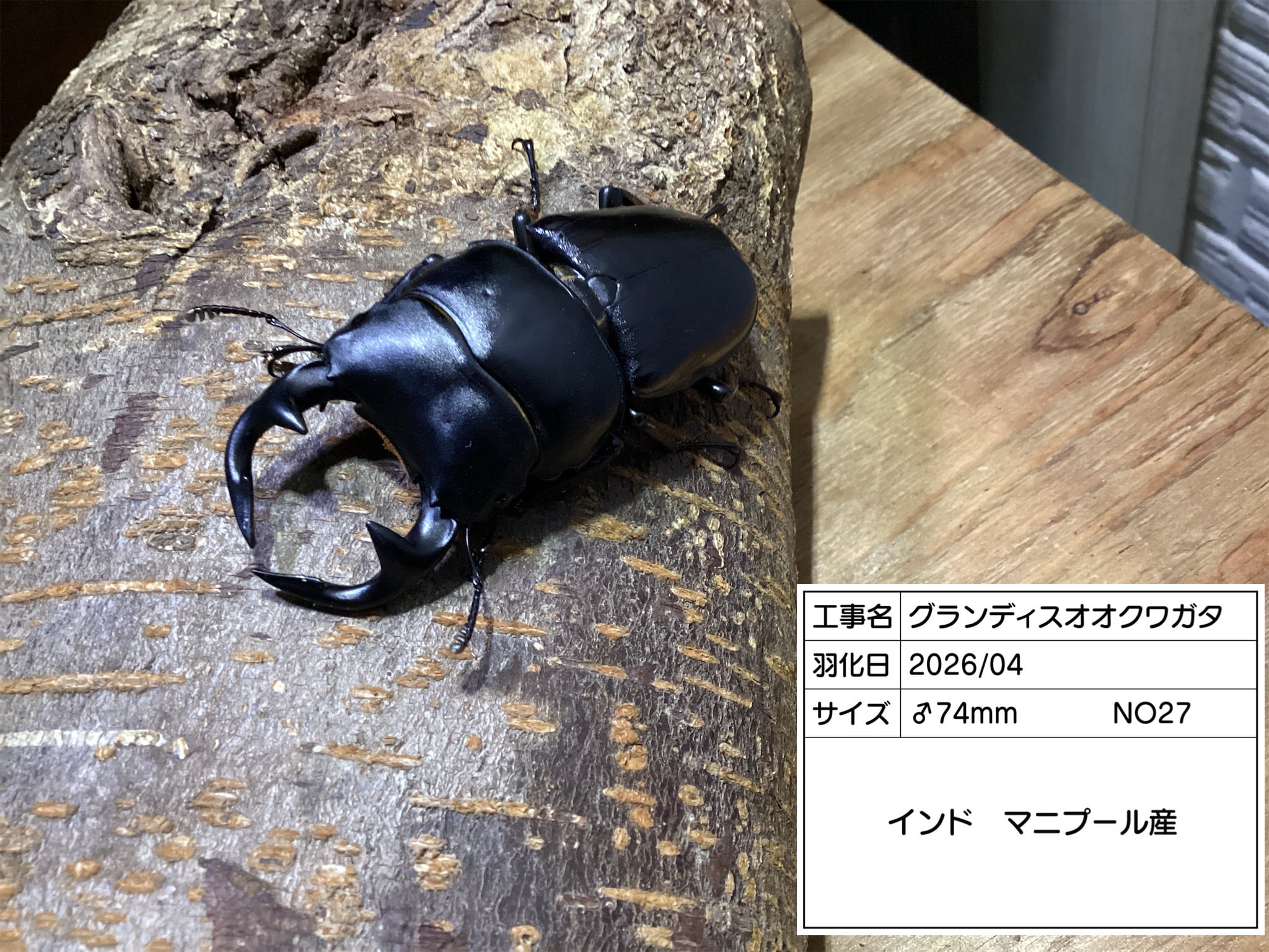 国産クワガタ ドルクス専門店