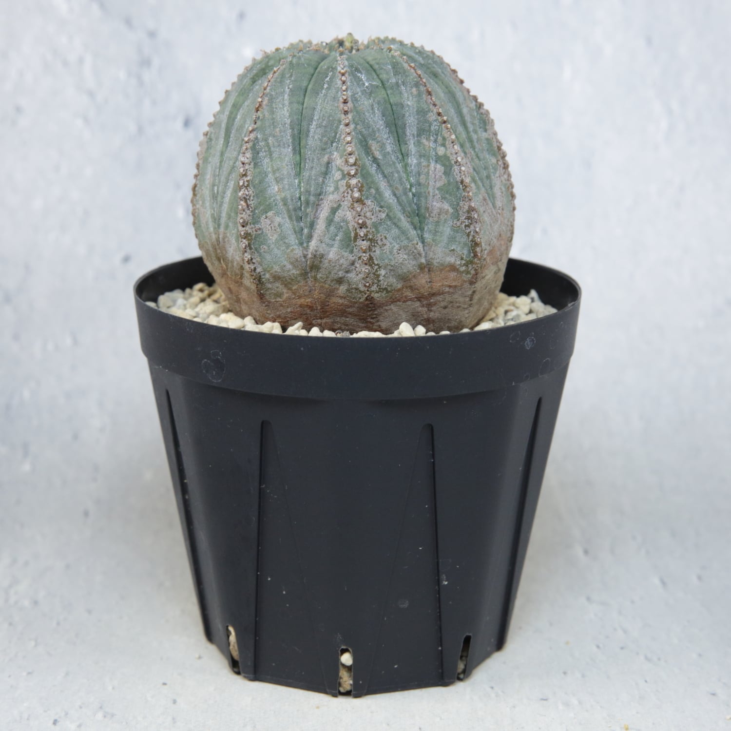 木質化 まん丸 オベサ / ユーフォルビア | LIGHTHOUSE.PLANTS - 海外